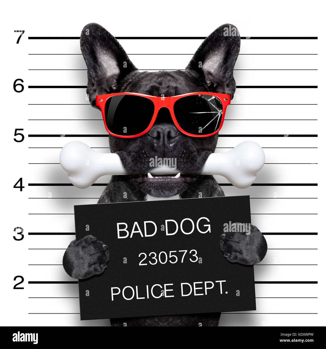 Funny cute bulldog français holding a placard tandis qu'une est prise, l'os électroniques dans la bouche et coupable , portant des lunettes de soleil rouge Banque D'Images