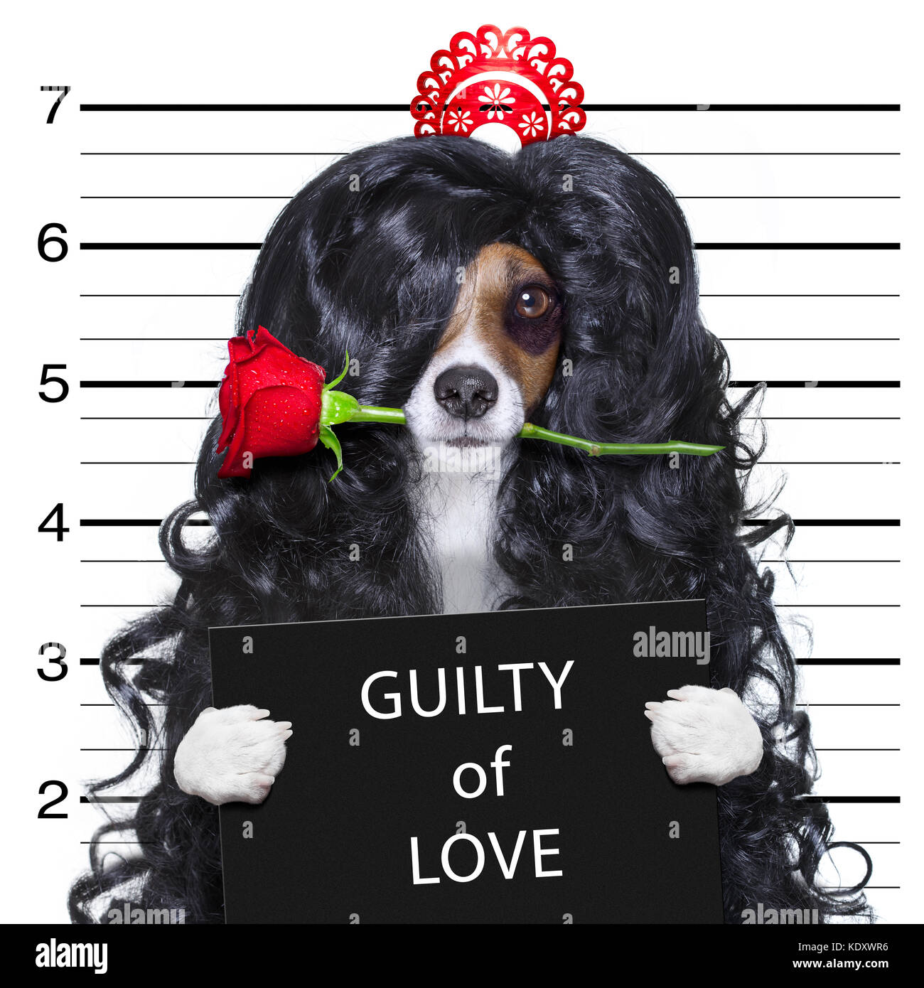 Valentines fou et stupide chien avec rose dans la bouche sous forme de l'amour, coupable électroniques au ministère de la police Banque D'Images