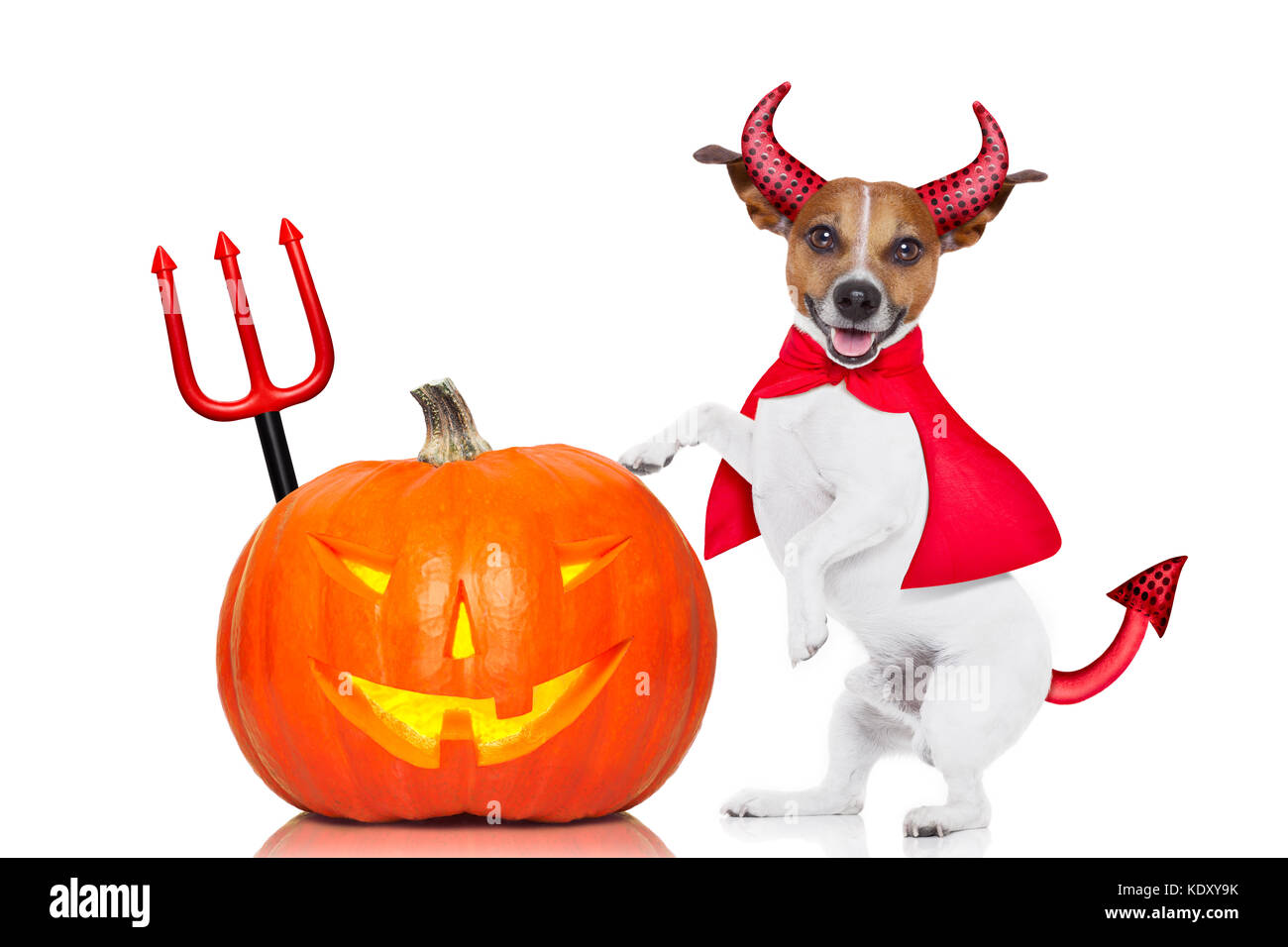 Halloween Jack Russell chien Déguisé en diable tenant une citrouille ,  isolé sur fond blanc Photo Stock - Alamy