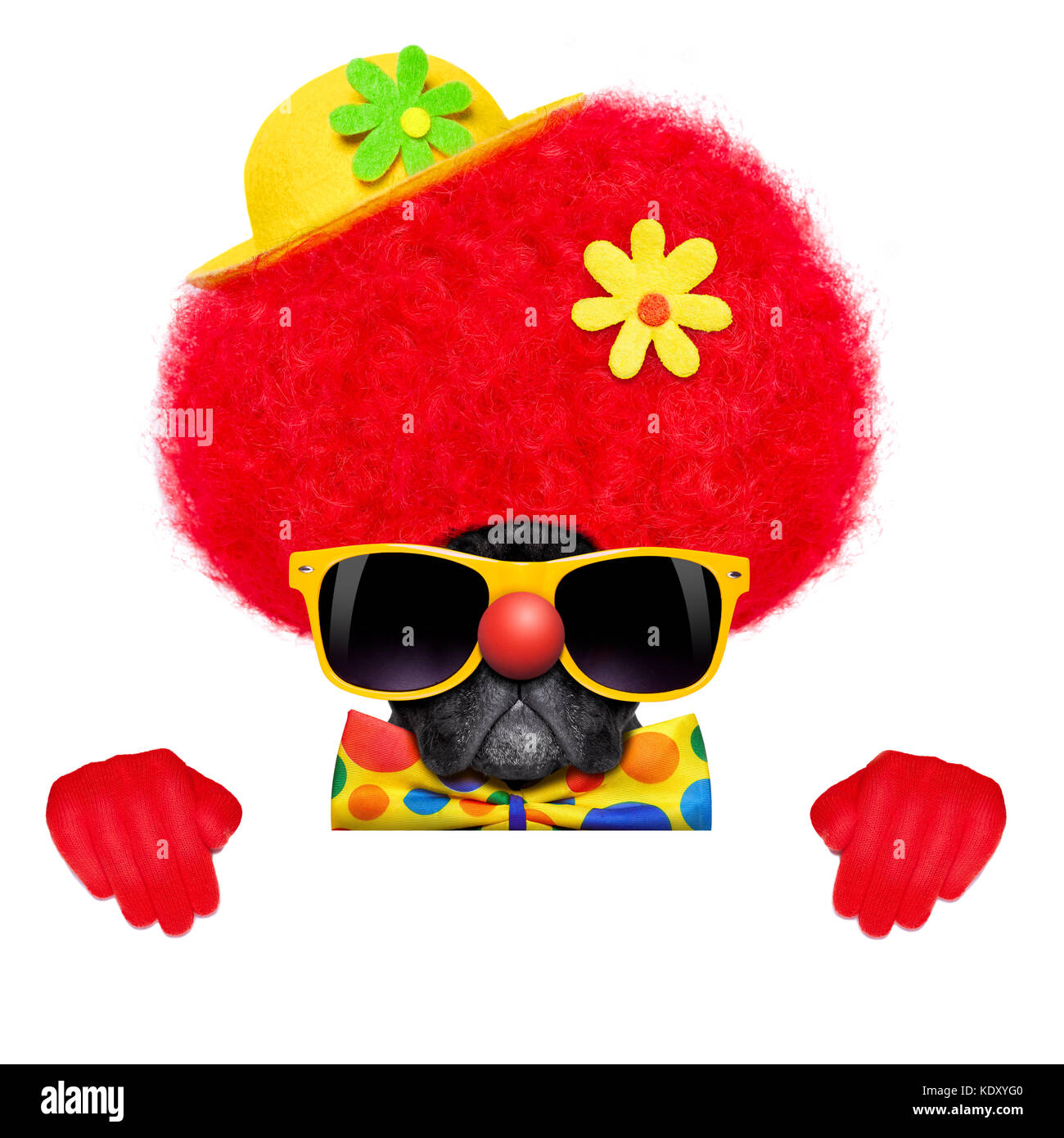 Silly dog wearing costume clown derrière un placard vide blanc vide ou une bannière Banque D'Images