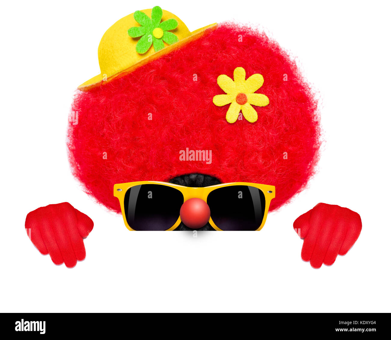 Silly dog wearing costume clown derrière un placard vide blanc vide ou une bannière Banque D'Images