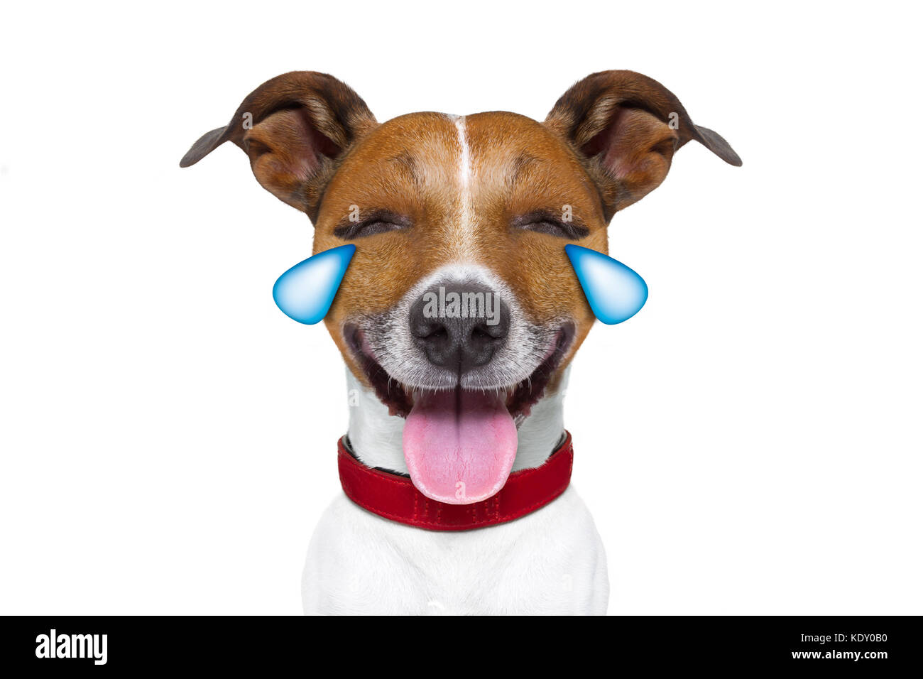 Jack Russell Terrier émoticône ou chien emoji funny silly pleurer et rire , qui sort la langue, isolé sur fond blanc Banque D'Images