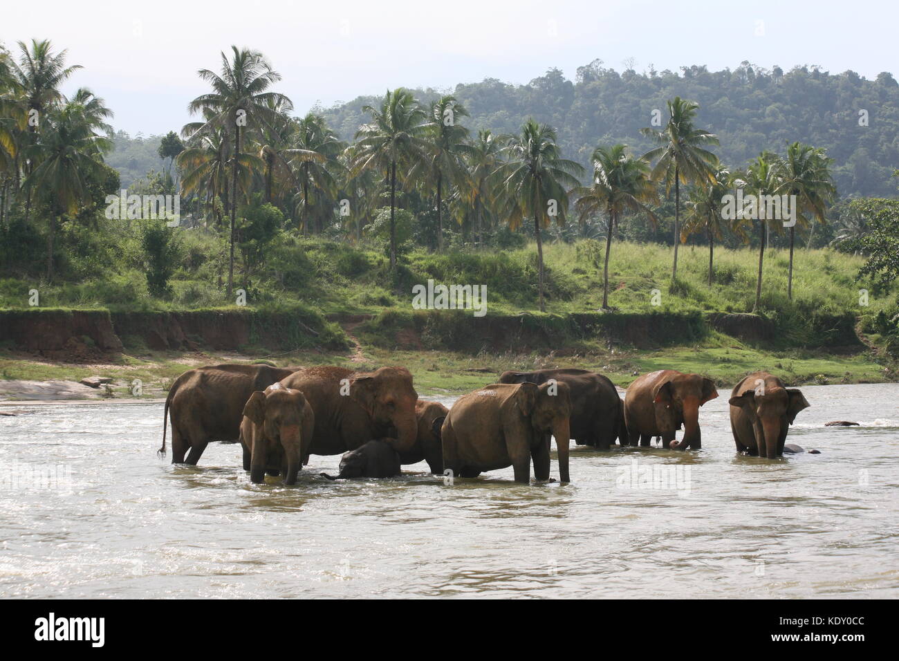 Dans Wausenhaus Elefanten pinnawella - Sri Lanka - Elefant Hostpital Banque D'Images
