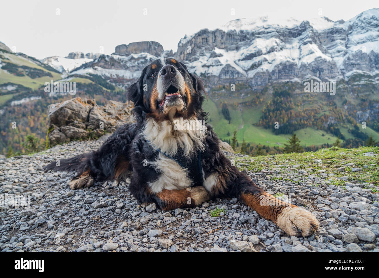 Bernois Mountain Dog en Suisse Banque D'Images