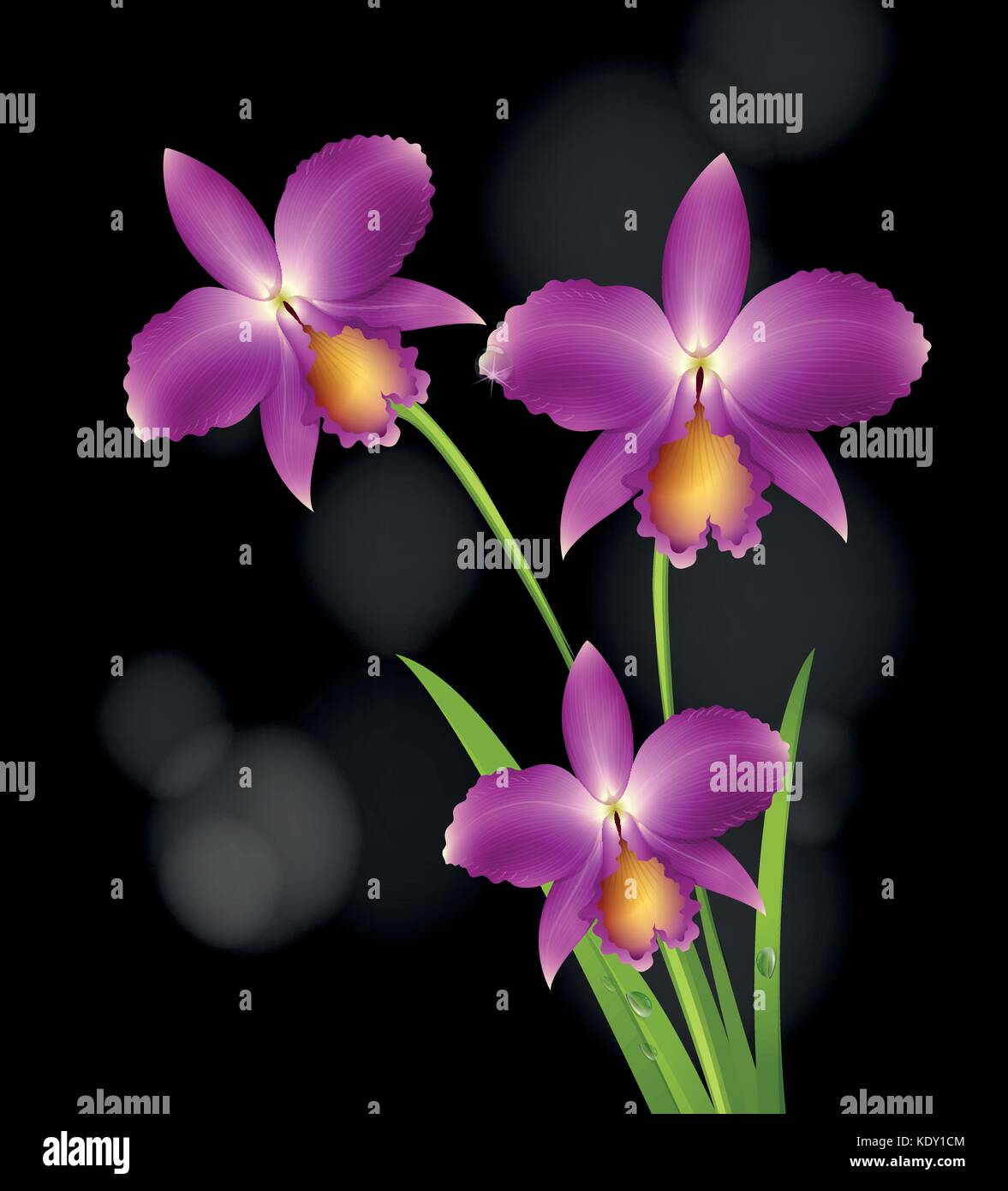 Orchidée pourpre fleurs sur fond noir illustration Illustration de Vecteur