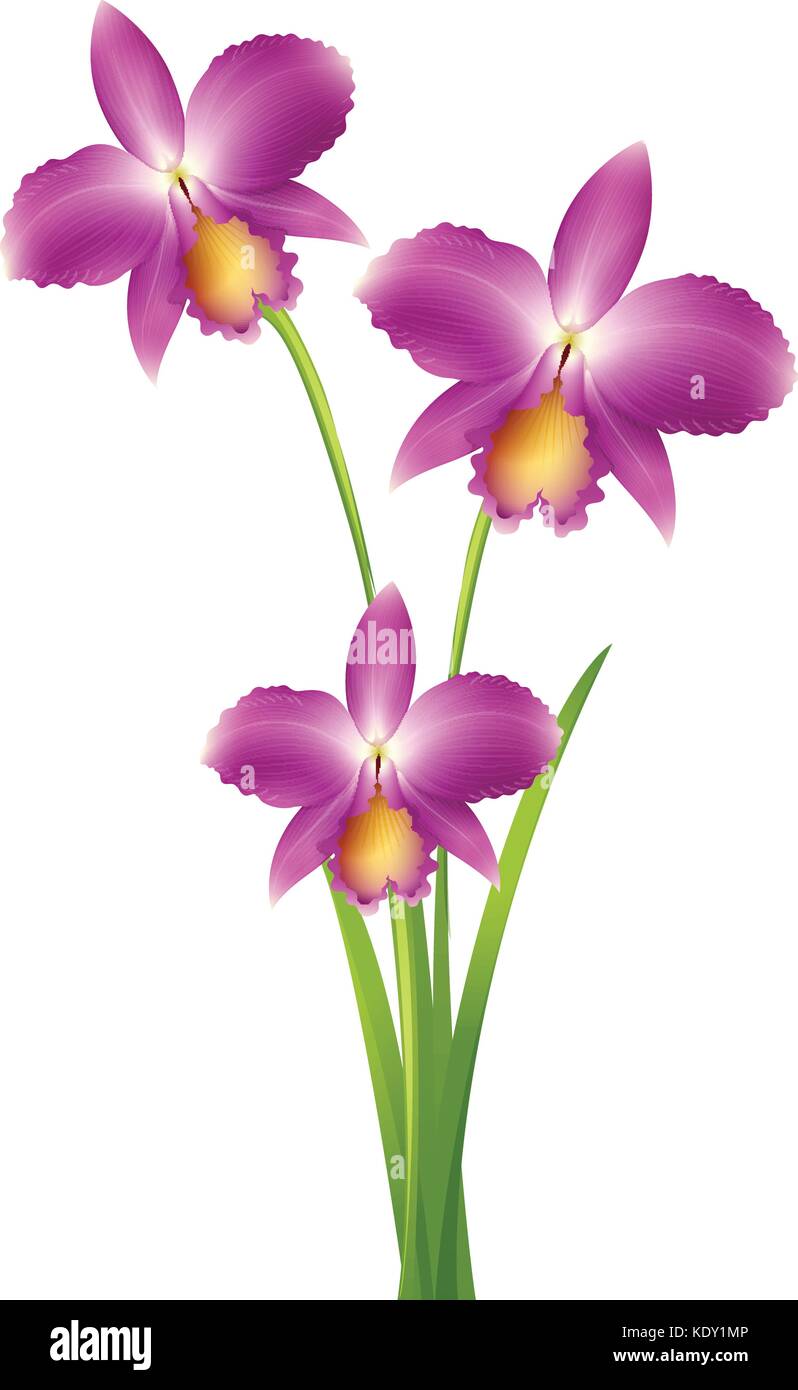 Orchidée pourpre sur tige verte illustration Illustration de Vecteur