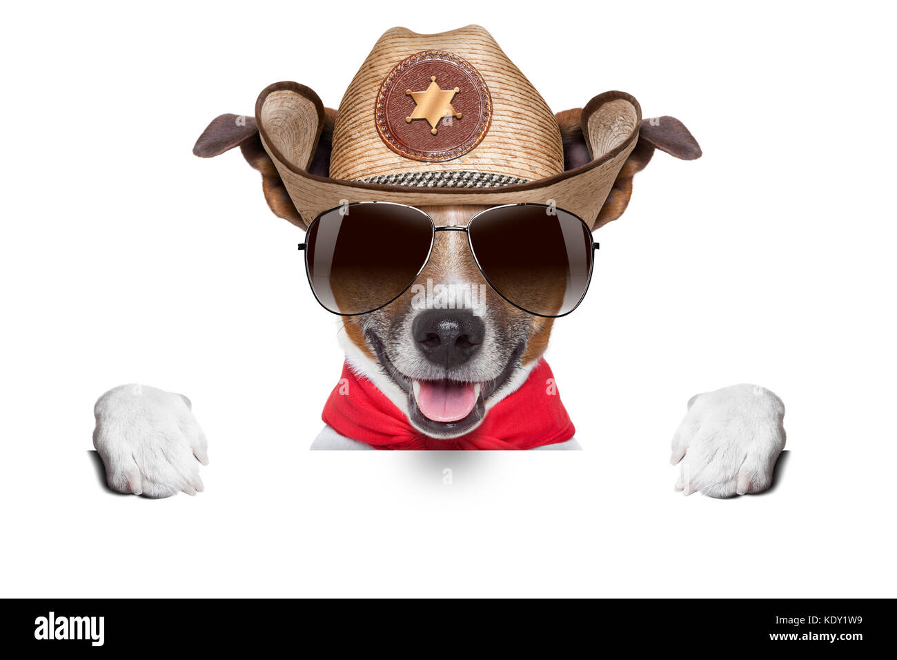 Cool chien cowboy se cacher derrière la bannière ou la plaque vierge blanc Banque D'Images