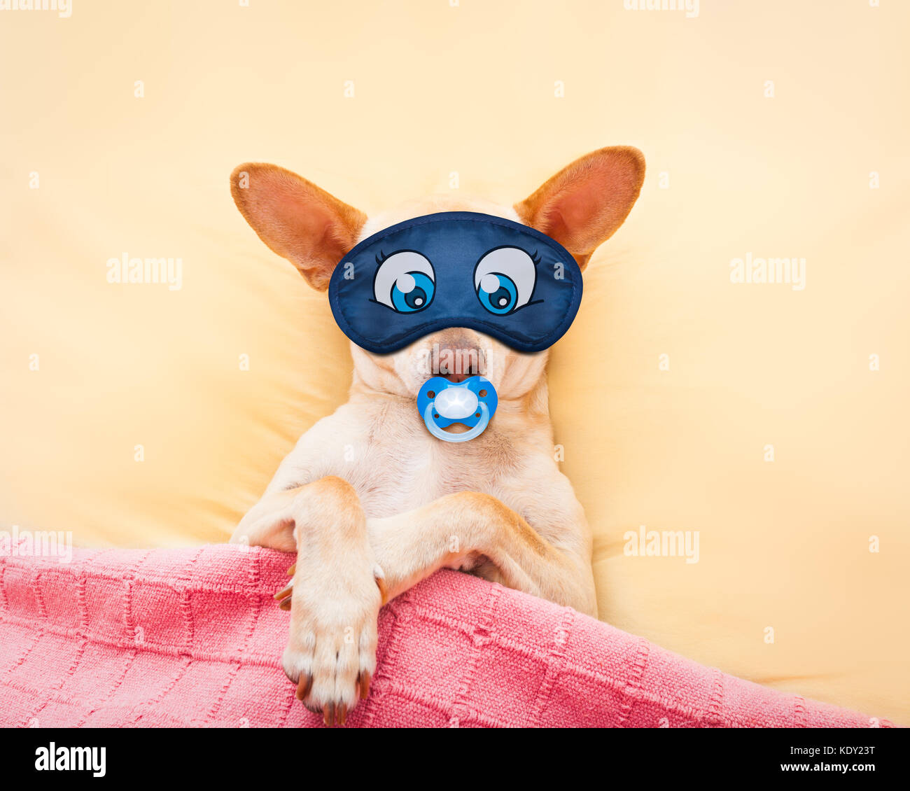 Chien Chihuahua Avec Maux De Tete Et Gueule De Dormir Dans Le Lit Comme Un Bebe Avec Tetine A Rever De Doux Reves Porter Un Masque Pour Les Yeux Photo Stock