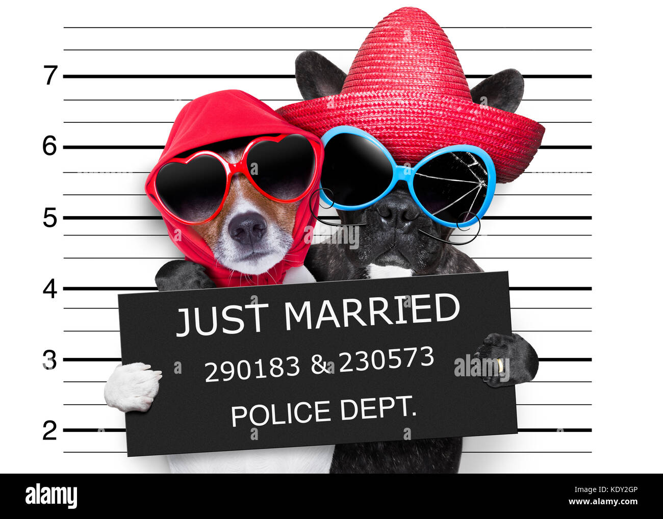 Deux chiens récemment mariés et ensemble dans une photo électroniques Banque D'Images