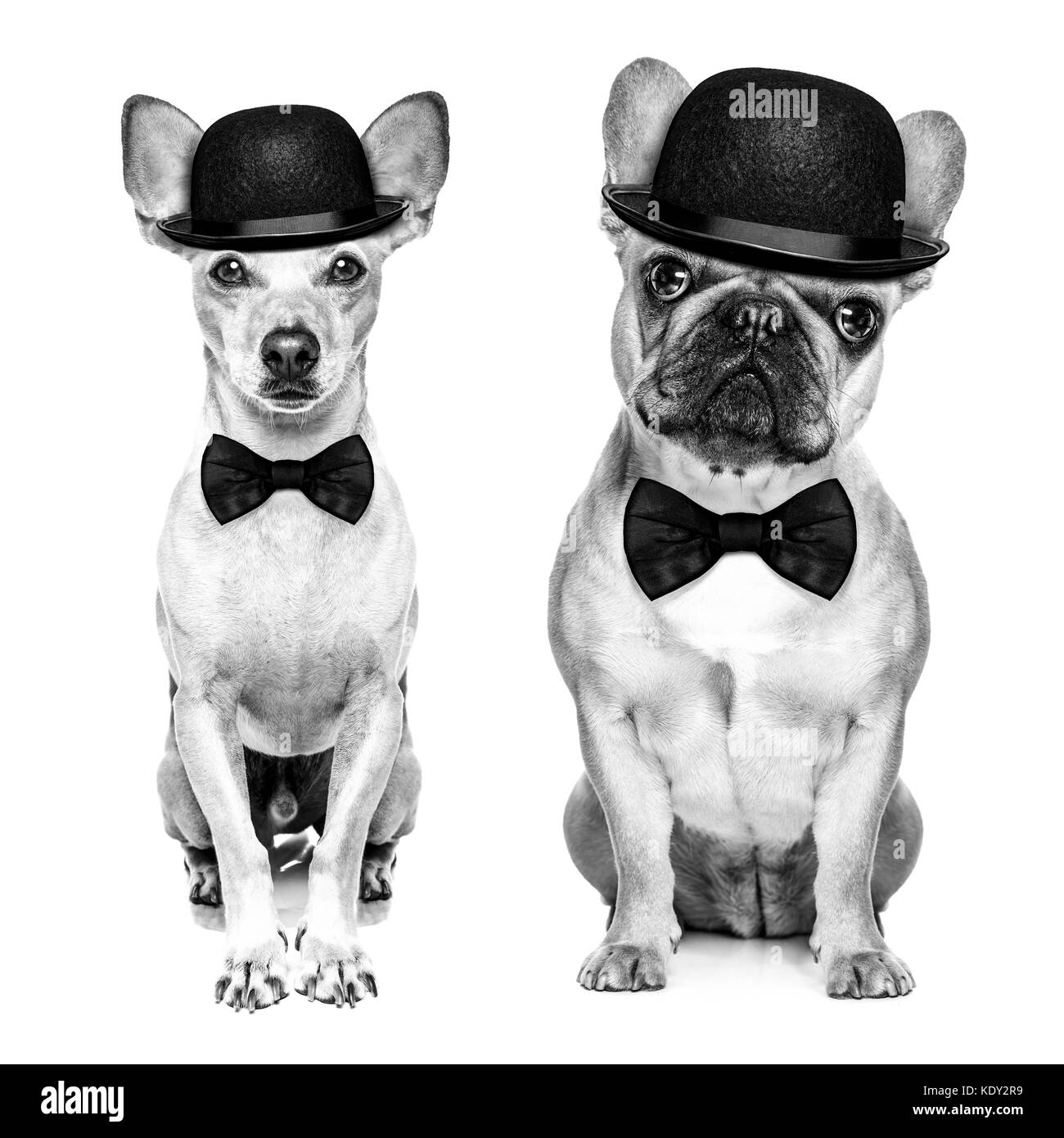 Couple de chiens classique comédien portant un chapeau melon et black tie isolé sur fond blanc.en noir et blanc rétro Banque D'Images