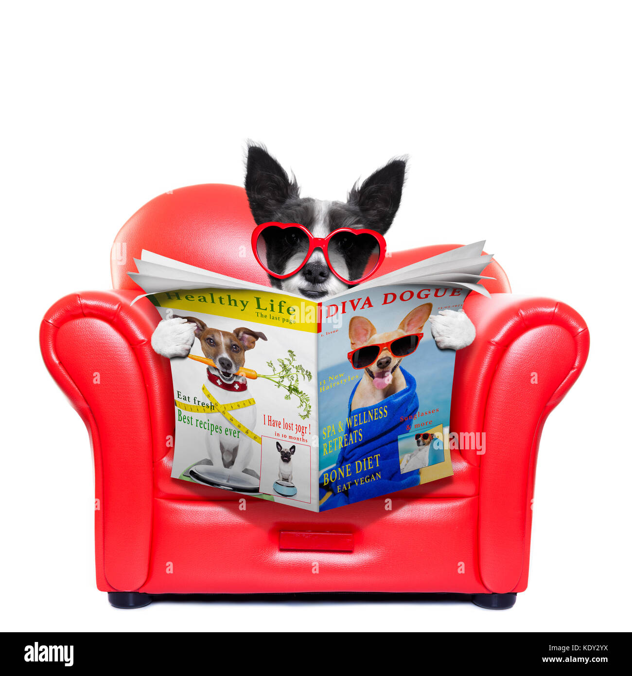 Chien terrier reading magazine et des tabloïdes sur un canapé rouge , canapé, chaise longue ou , dans la salle de séjour , isolé sur fond blanc Banque D'Images