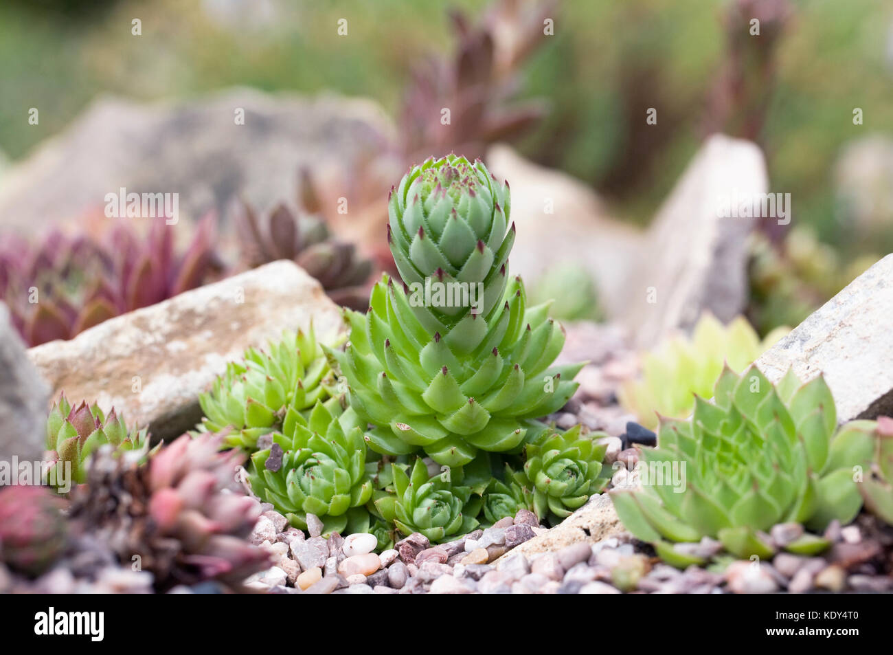 Plantes succulentes résistantes au gel Banque de photographies et d'images  à haute résolution - Alamy