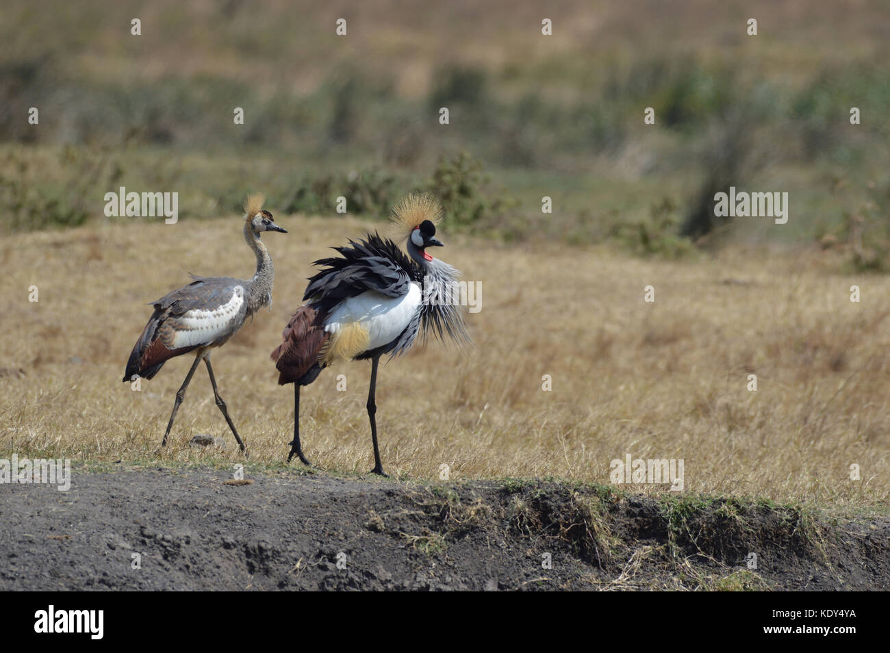 Une paire de grues à couronne grise [Balearia regulorum] posaient sur le sol dans la zone de conservation de Ngorongoro en Tanzanie Banque D'Images