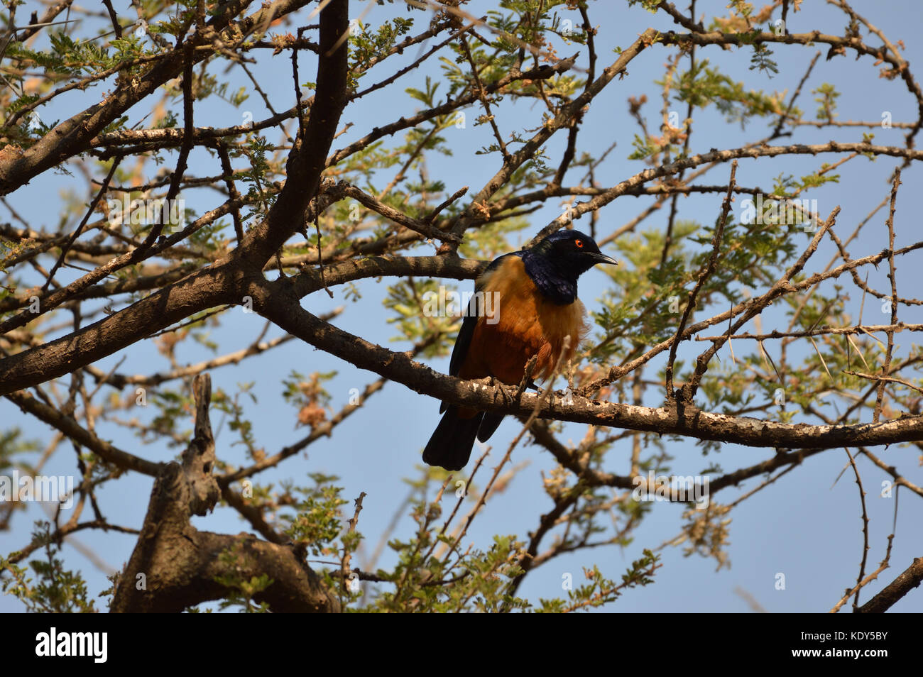 Hildebrandts Starling [Lamprotornis hidebrandti] perché sur une branche dans le parc national de Tarangire, Tanzanie Banque D'Images