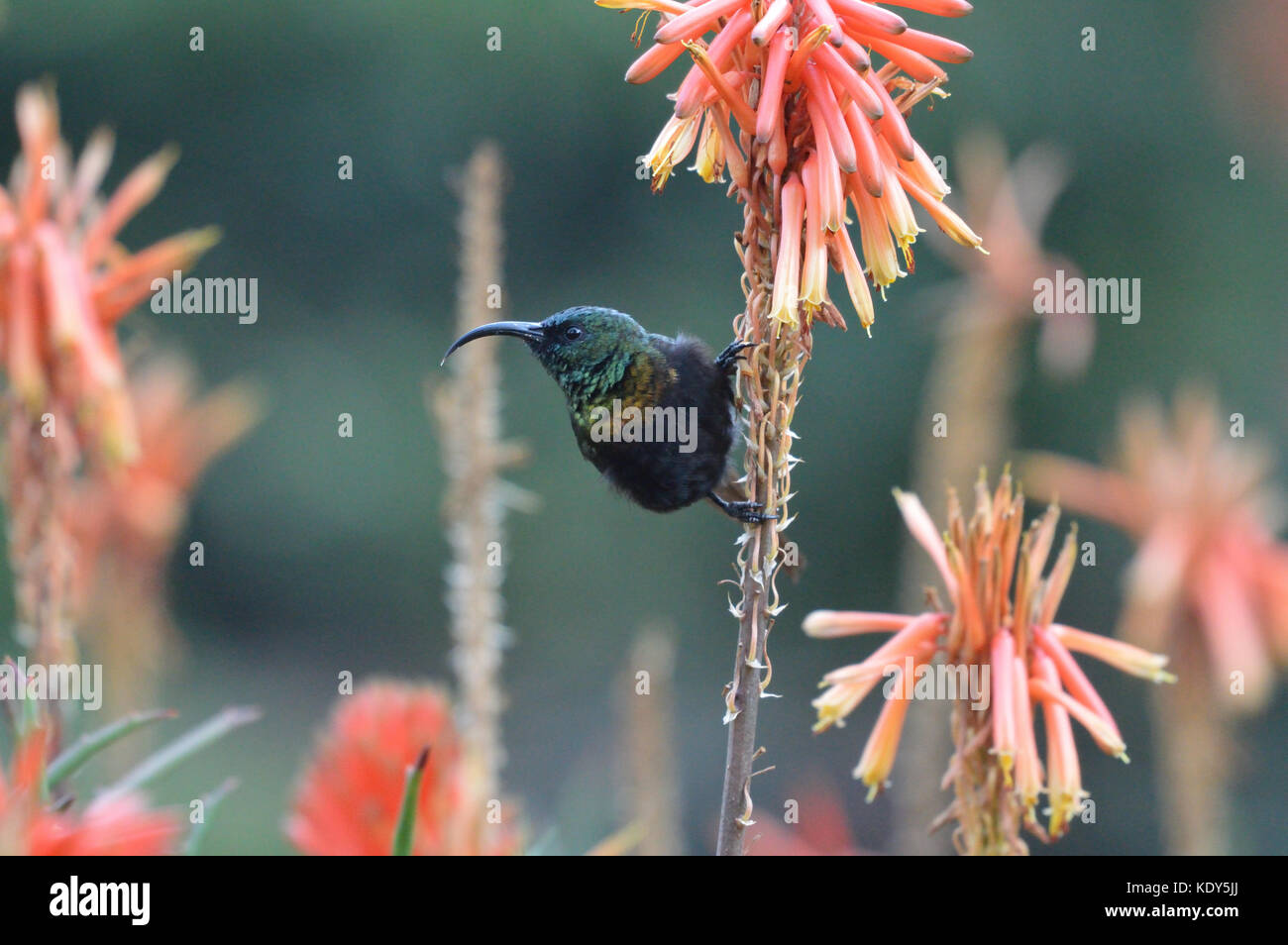 Sunbird Tacazze à queue longue [Nectarinia tacazze] perchée sur la tige de fleur orange face à la caméra Banque D'Images