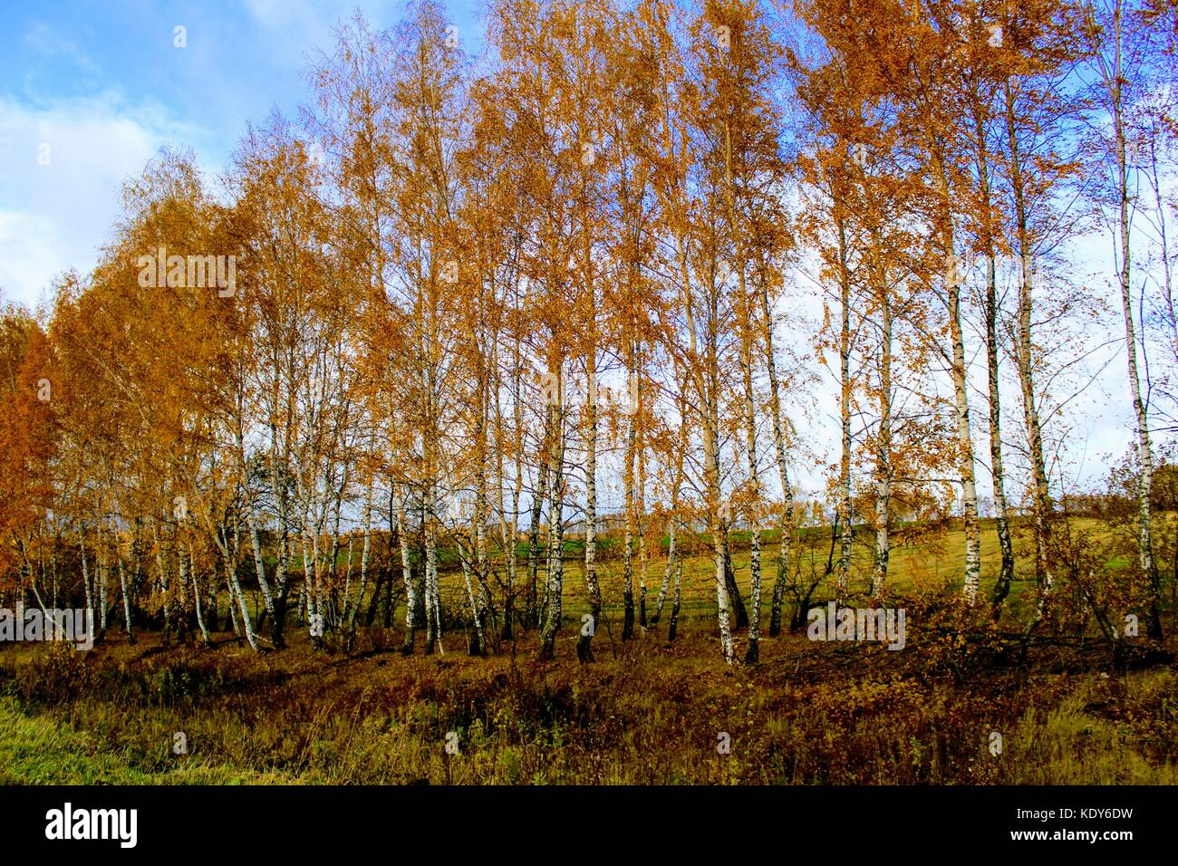 Temps d'automne : arbres de bouleau jaune dans une plantation le long du champ. Banque D'Images