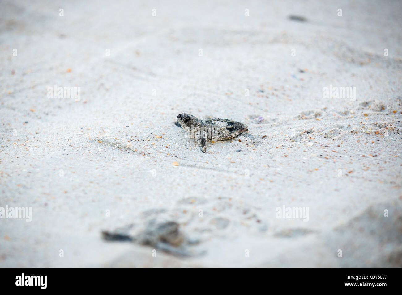 Bébé tortue de mer de presse Banque D'Images