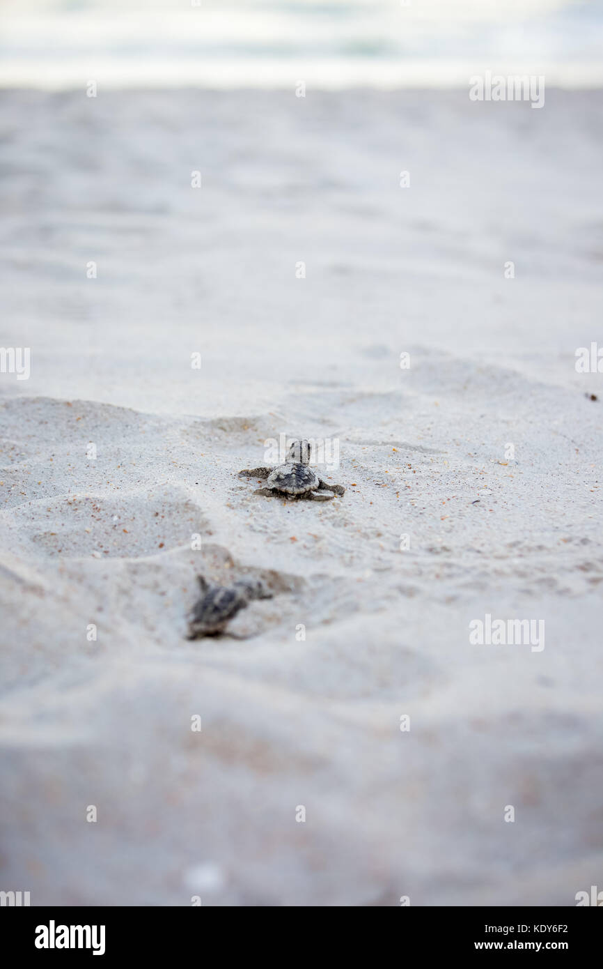 Bébé tortue de mer de presse Banque D'Images