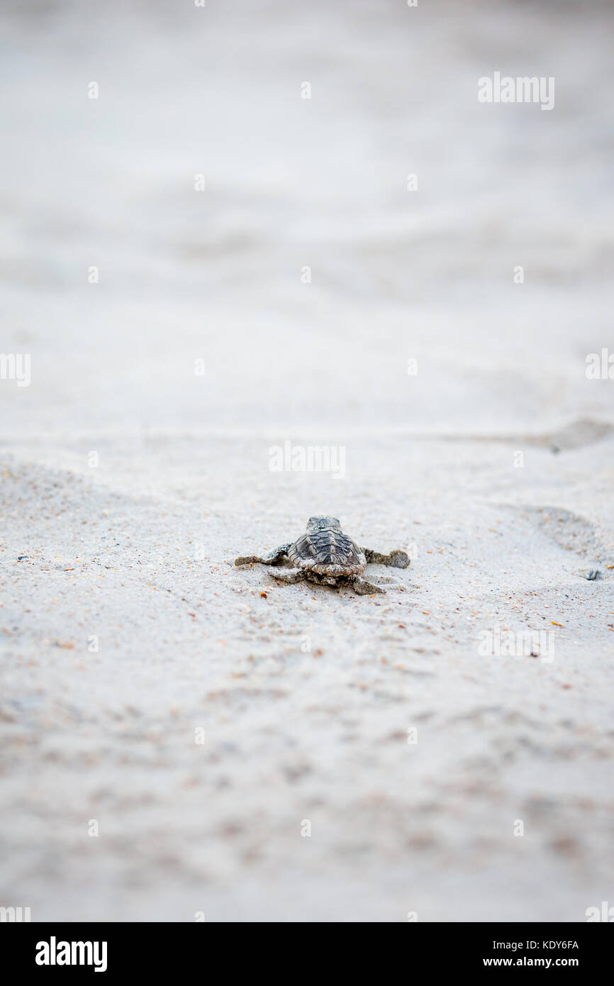 Bébé tortue de mer de presse Banque D'Images