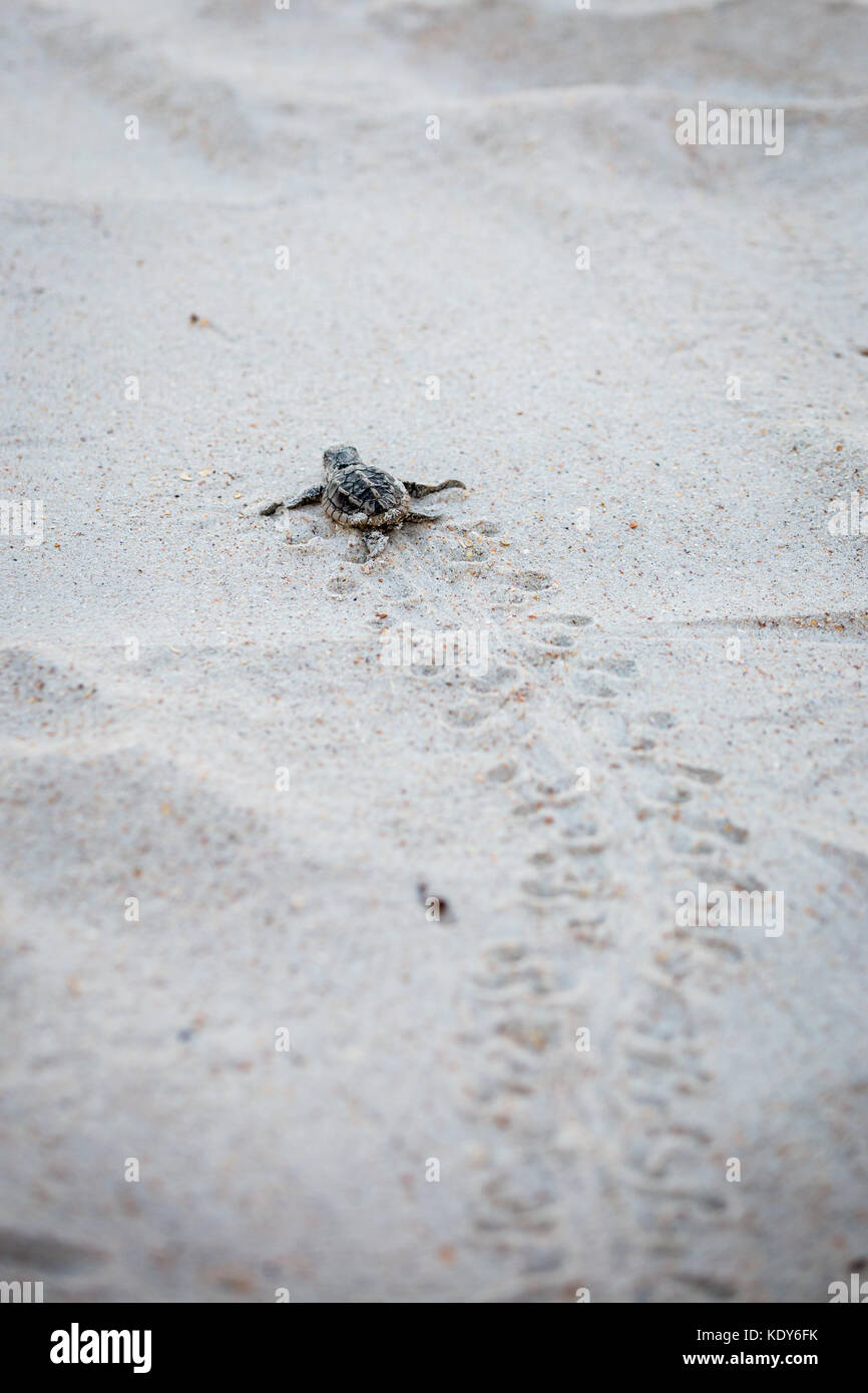 Bébé tortue de mer de presse Banque D'Images