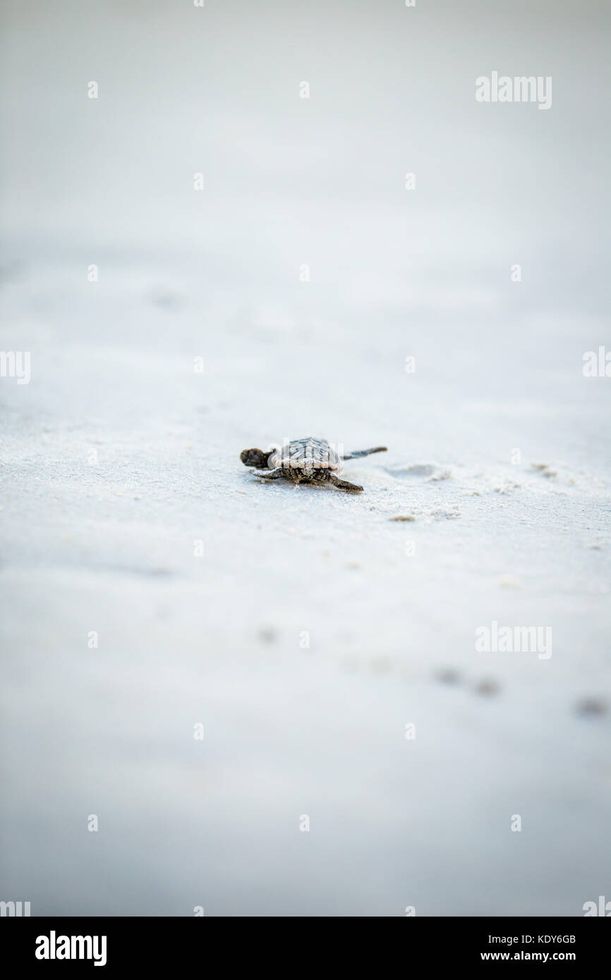 Bébé tortue de mer de presse Banque D'Images