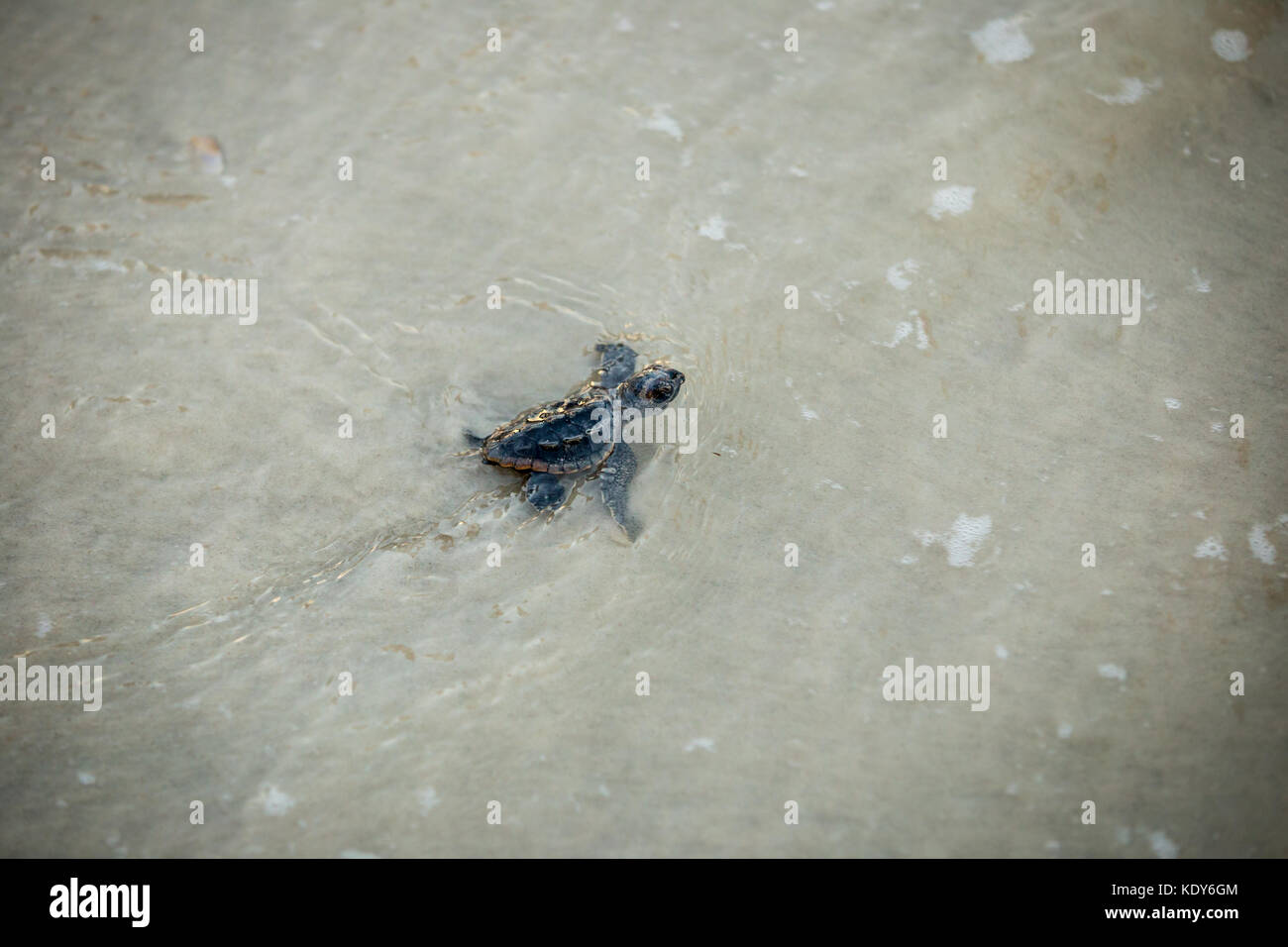 Bébé tortue de mer de presse Banque D'Images