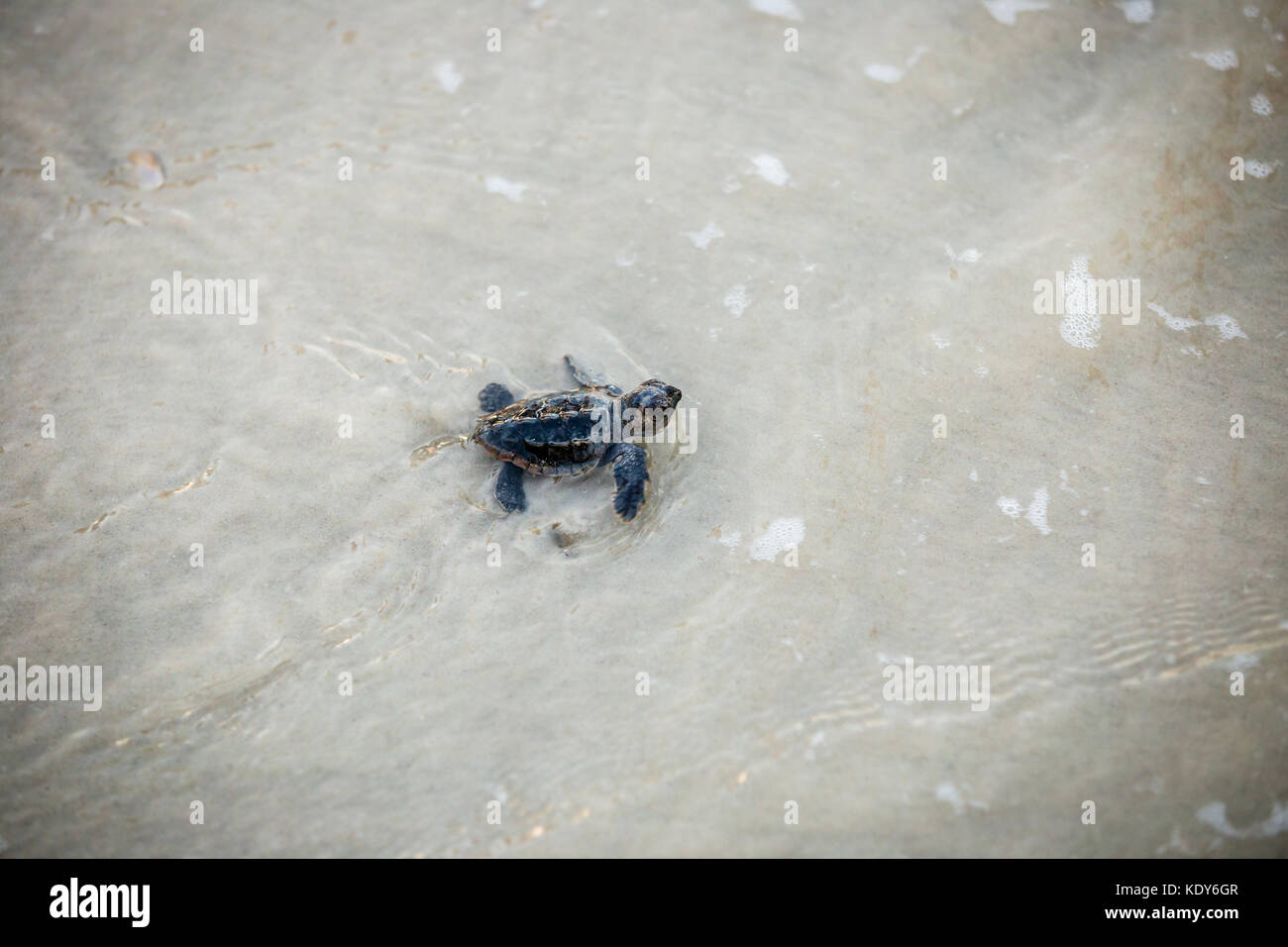 Bébé tortue de mer de presse Banque D'Images