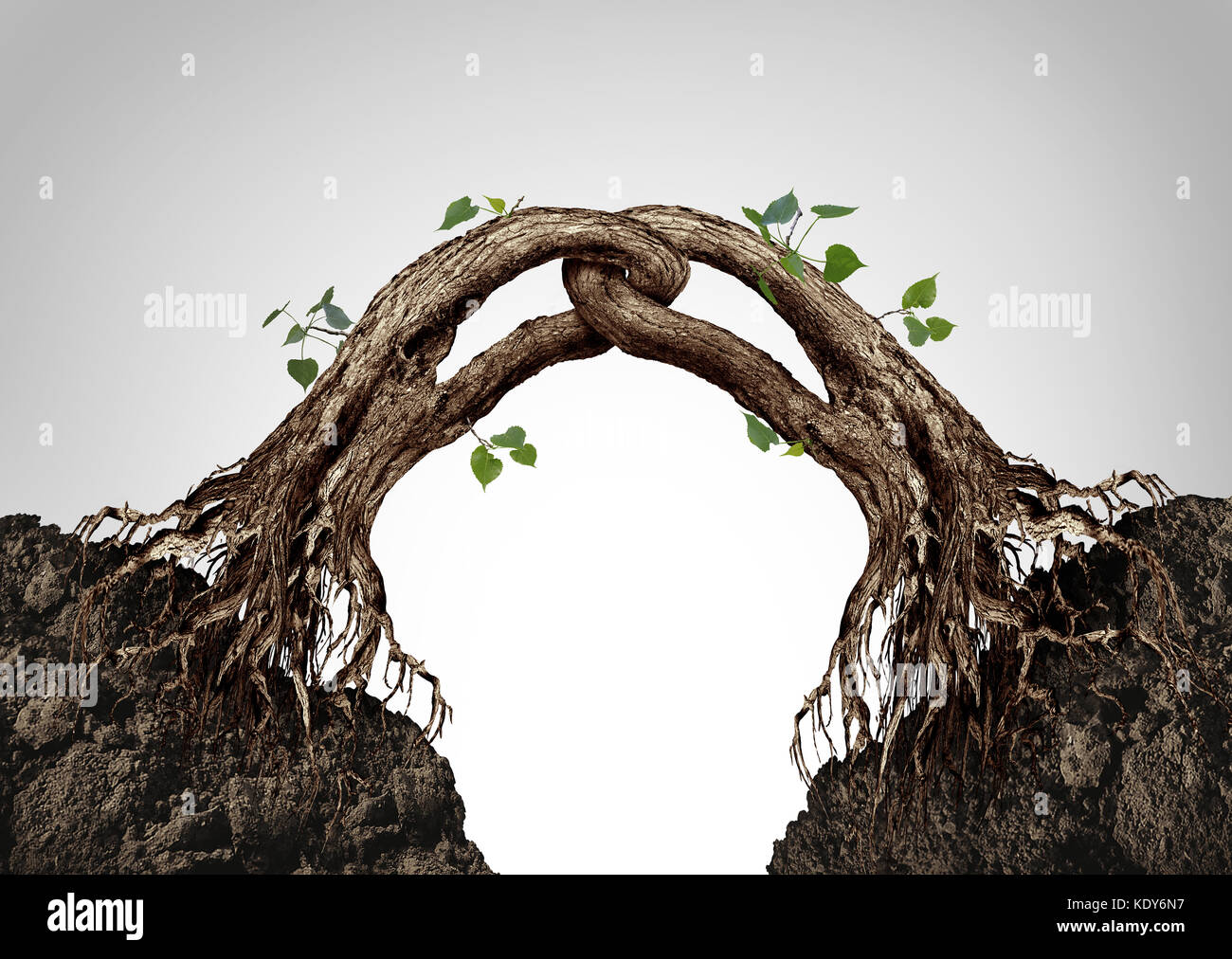 Connectés ensemble concept et symbole de la synergie que deux arbres de fusionner et liée à une forte chaîne comme une métaphore de la coopération d'affaires. Banque D'Images