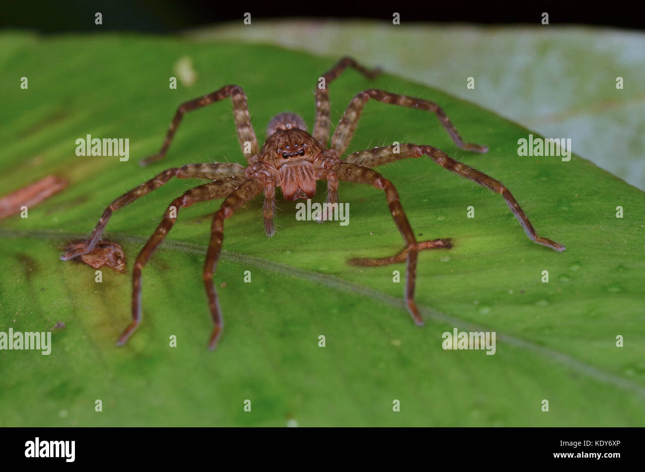 Close up image d'une araignée huntsman Banque D'Images