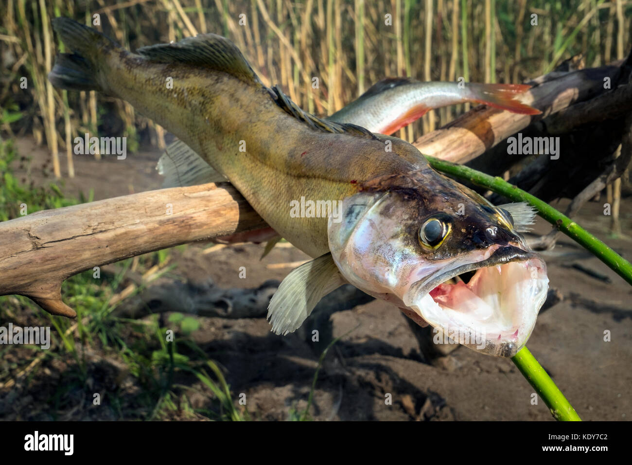 À poissons grillés sur la plage en Russie. horizontalement. deux des le sandre et la perche les poissons sont cuits à la jeu sur les rives du lac. Banque D'Images