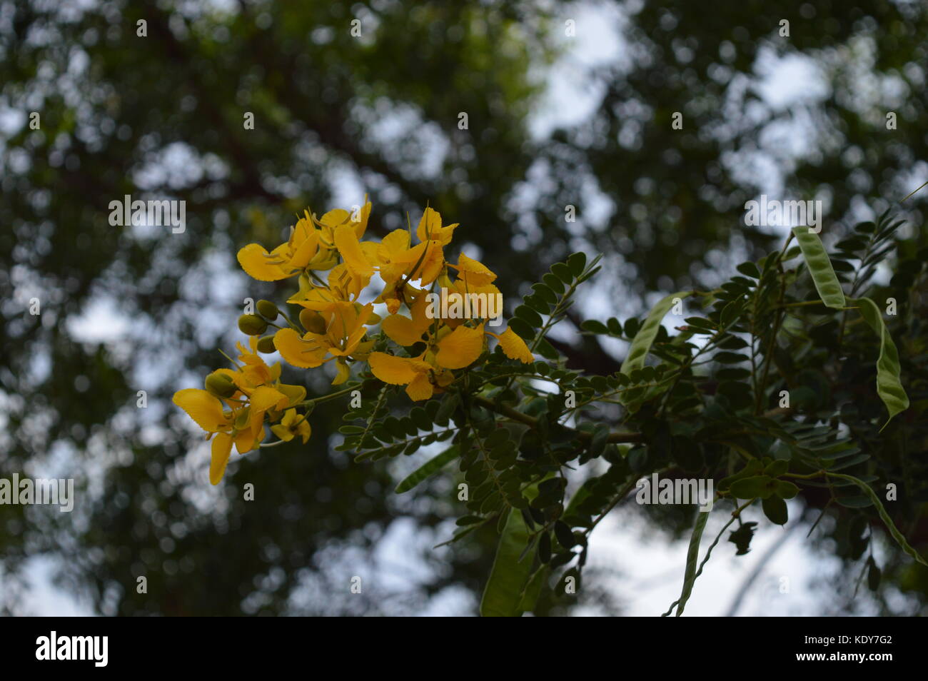 Fleurs jaune sur l'arbre Banque D'Images