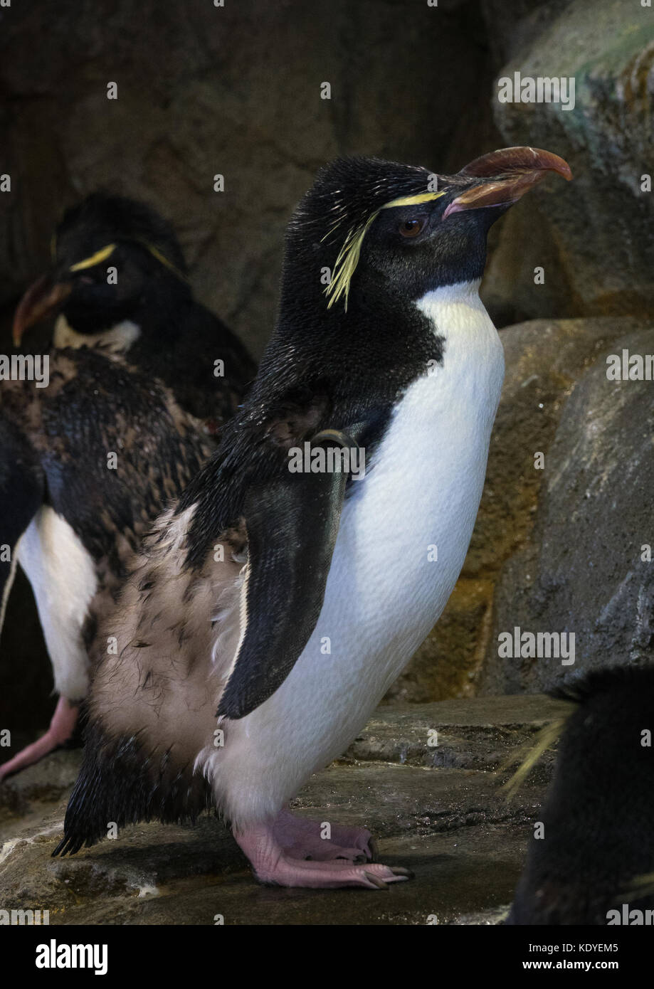 Des pingouins dans l'Aquarium d'Osaka, l'un des plus grands aquariums publics, Osaka, Japon Banque D'Images