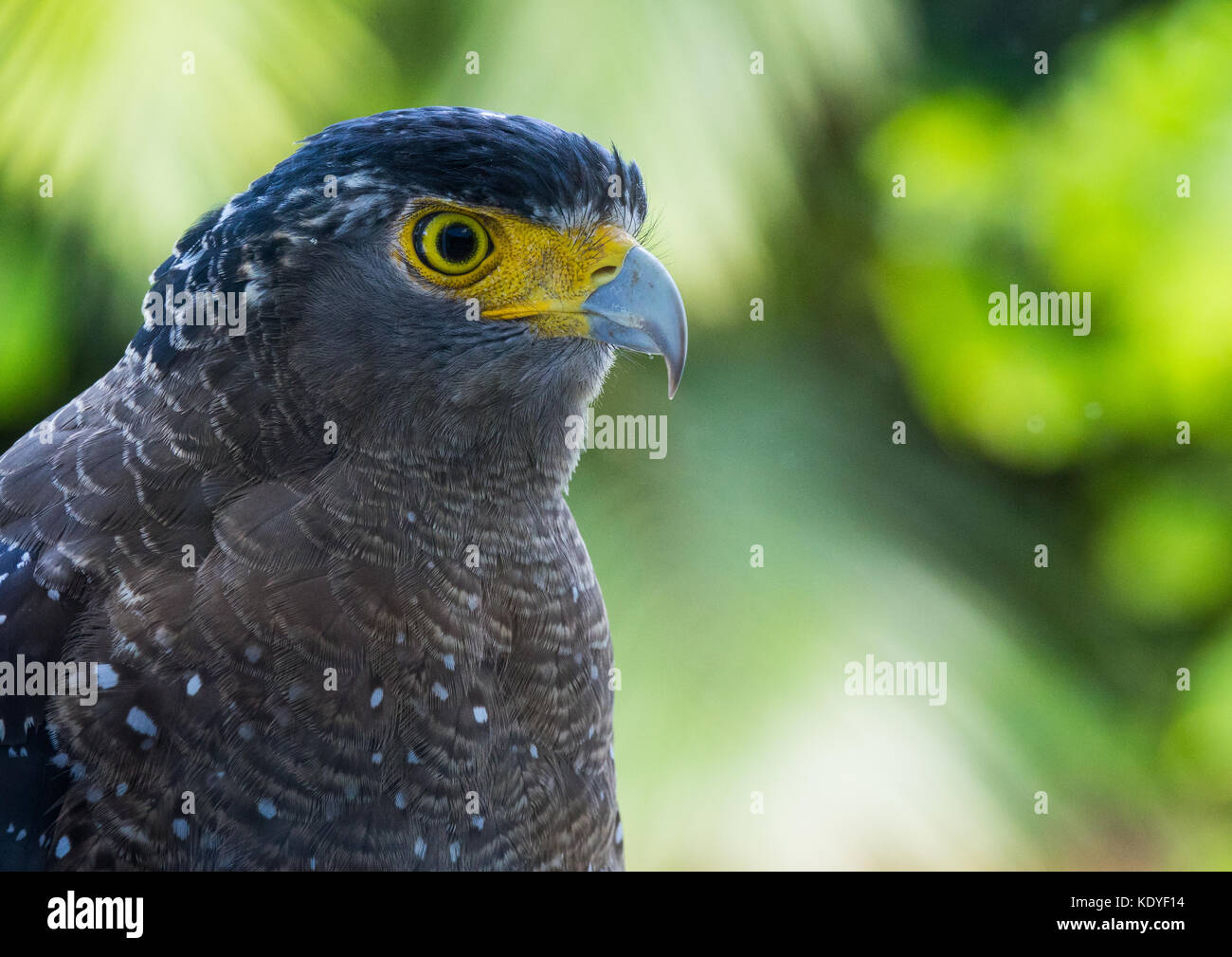 Serpent Crested eagle à Ishigaki-jima, Îles Yaeyama, Okinawa Prefecture, Japan Banque D'Images