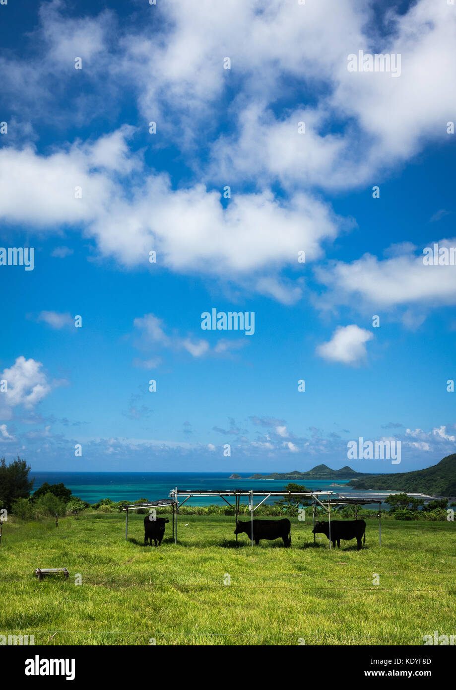 Le pâturage des vaches en face de l'eau cristalline des Sakieda Bay, Île Ishigaki-jima, Îles Yaeyama, Okinawa Prefecture, Japan Banque D'Images
