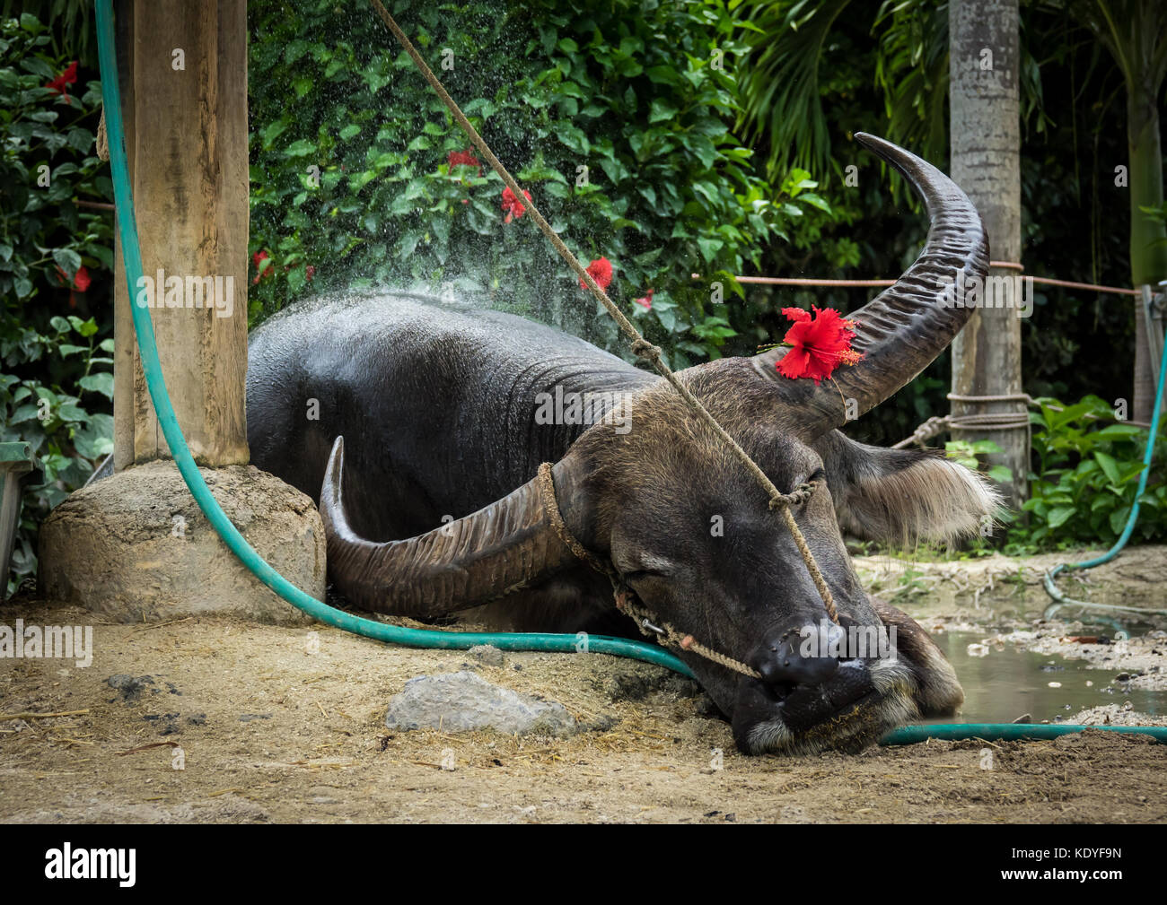 Célèbre Buffalo de l'île de Taketomi se reposer après une balade avec les touristes, les îles Yaeyama, Okinawa Prefecture, Japan Banque D'Images