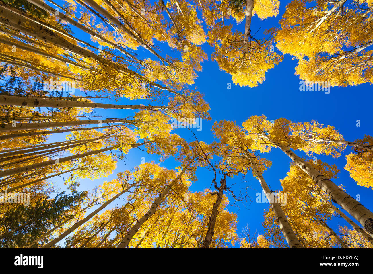 En automne, à côté de Flagstaff, en Arizona, on achion les arbres Aspen avec un ciel bleu Banque D'Images