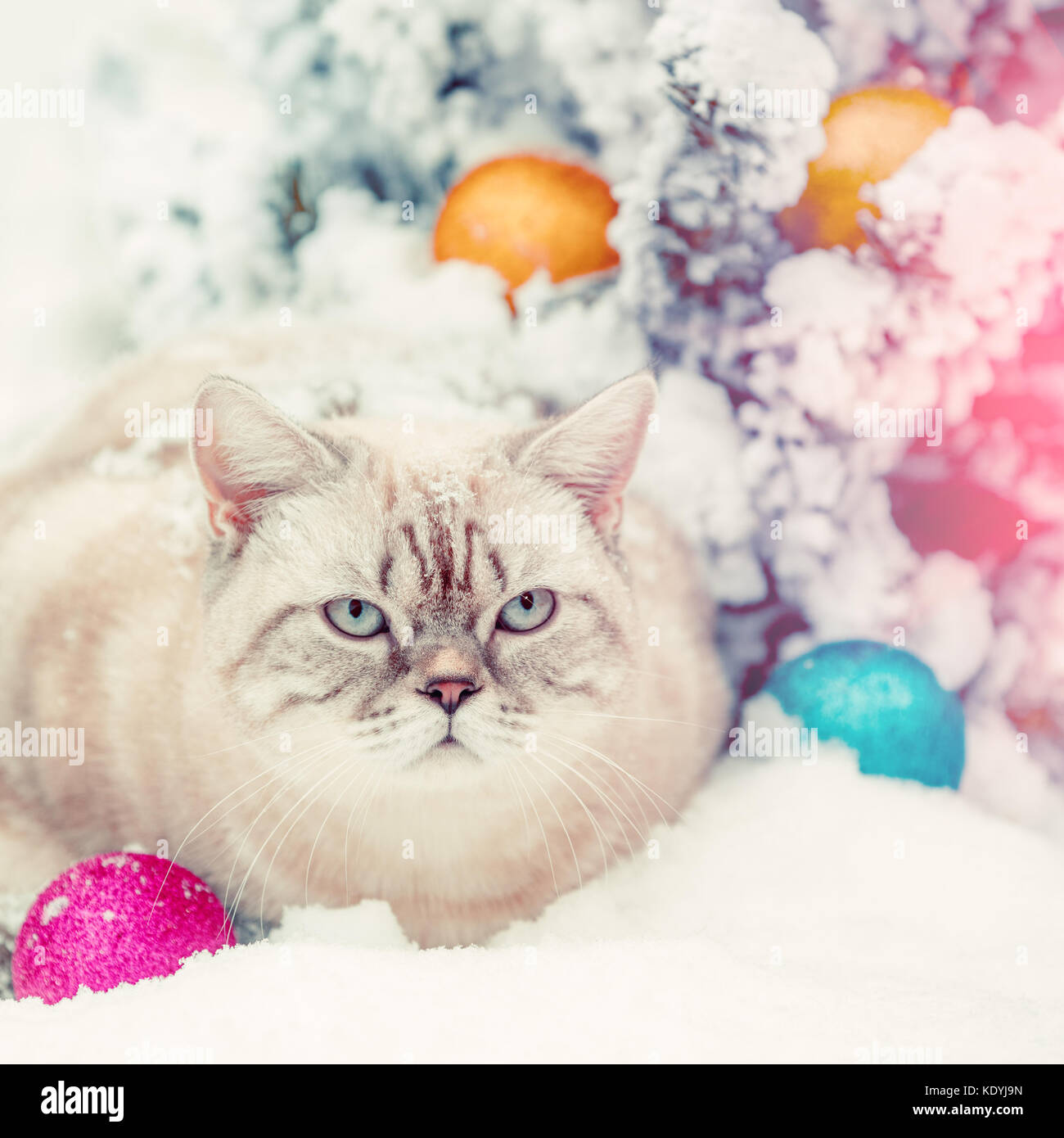 Cat sitting in snow près de sapin avec décoration de Noël. Banque D'Images
