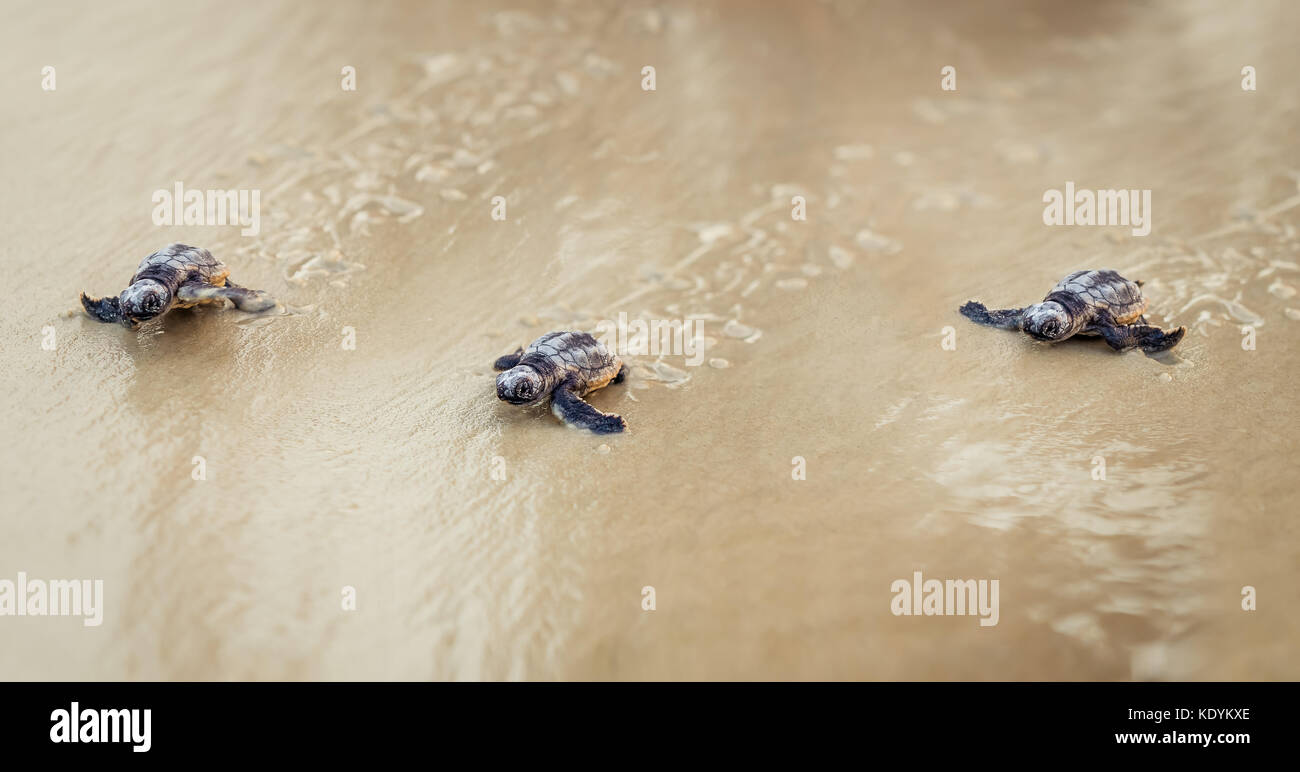 Bébé tortue de mer de presse Banque D'Images