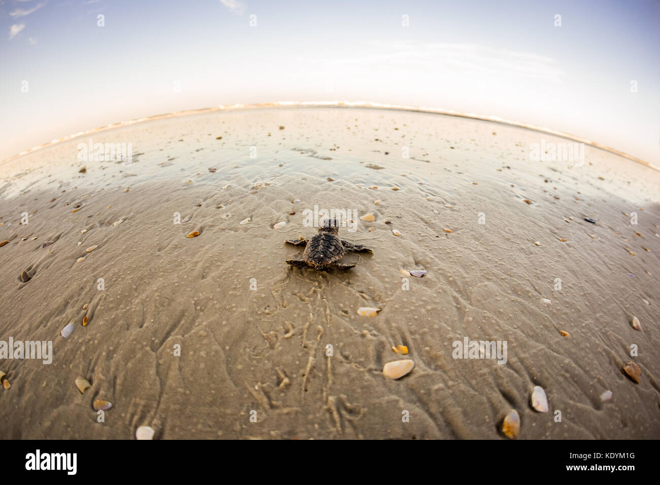 Bébé tortue de mer de presse Banque D'Images