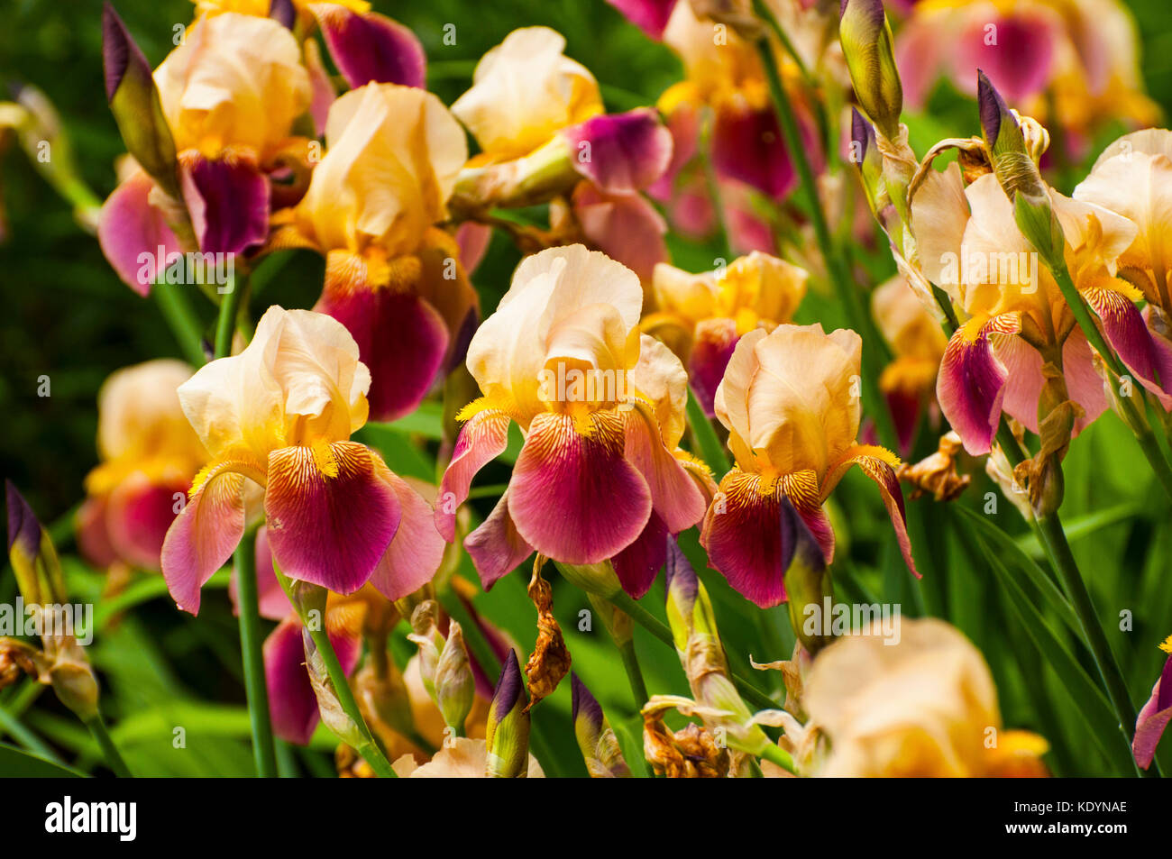 Les iris barbus en fleur Banque D'Images