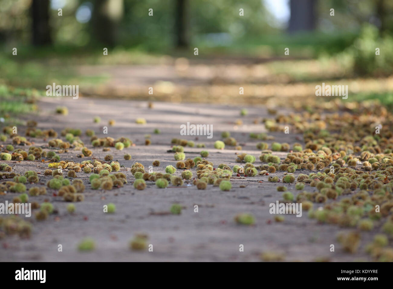 Châtaignes d'automne.Noix et coquillages dispersés dans le parc Wollaton, Nottingham, Angleterre. Banque D'Images