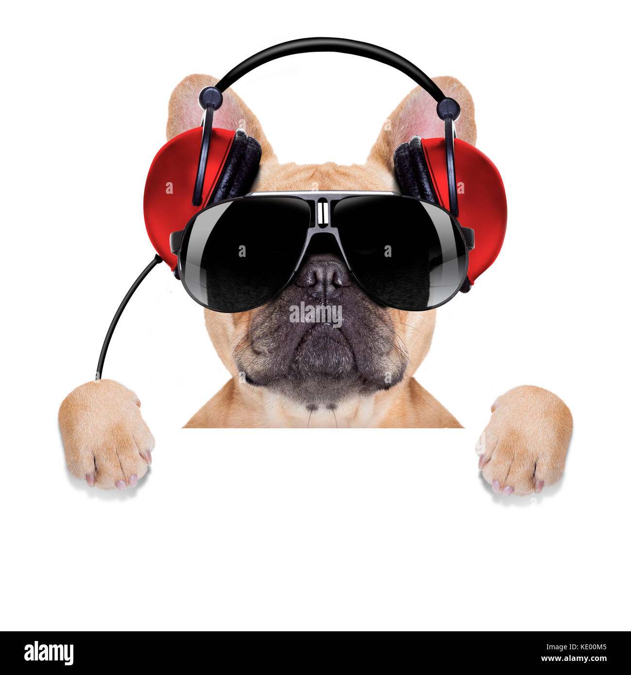 Chien bulldog dj casque avec écoute de musique derrière une bannière  blanche ou la plaque , isolé sur fond blanc Photo Stock - Alamy