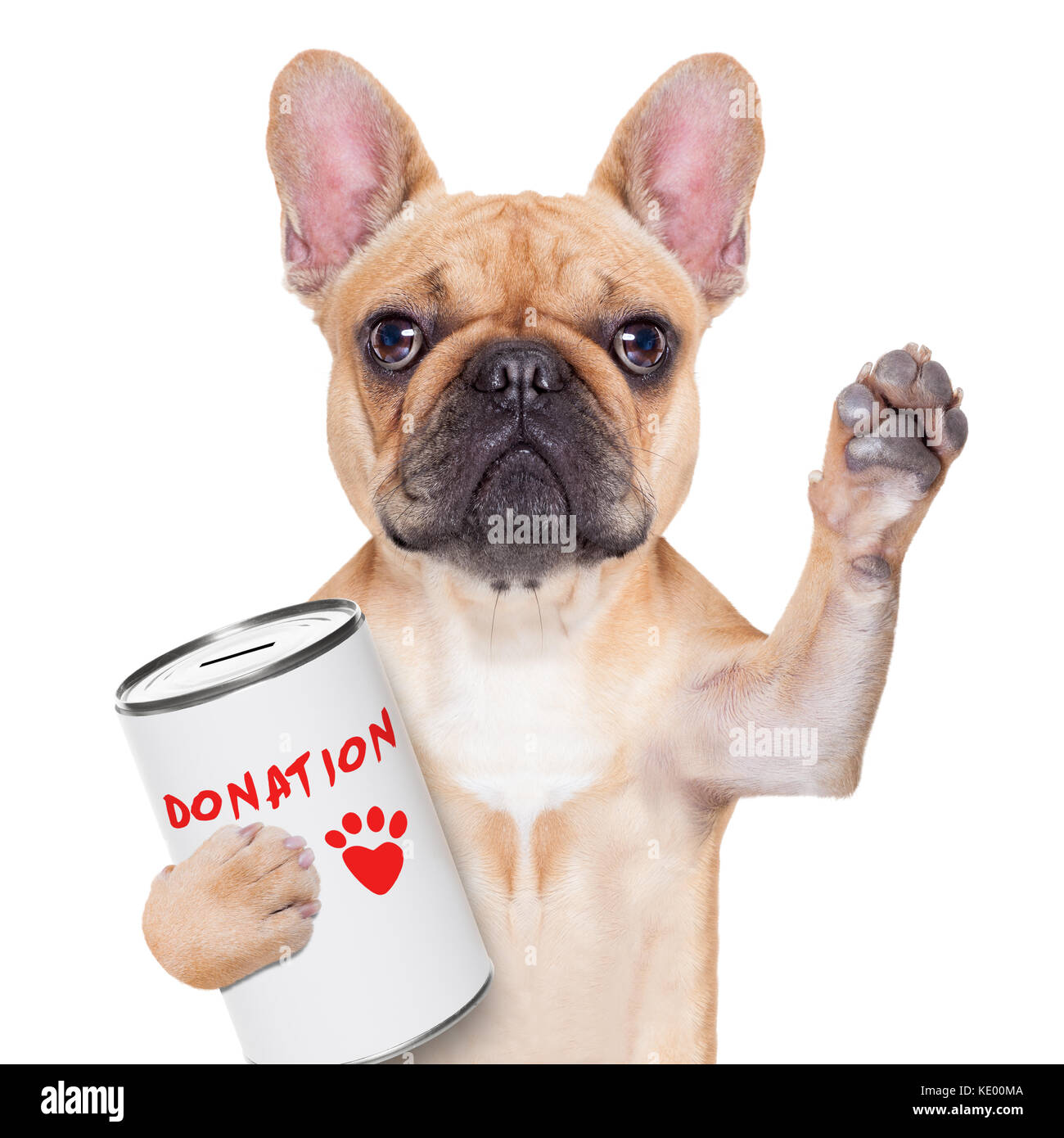 Bouledogue français chien avec un don peut , collecte de fonds pour la  charité, isolé sur fond blanc Photo Stock - Alamy