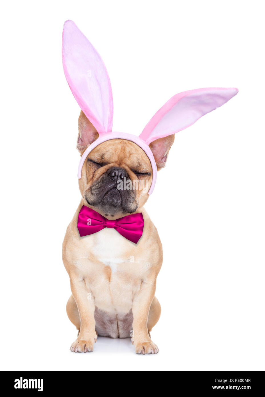 Bouledogue français chien avec bunny easter oreilles et une cravate rose ,  isolé sur fond blanc Photo Stock - Alamy