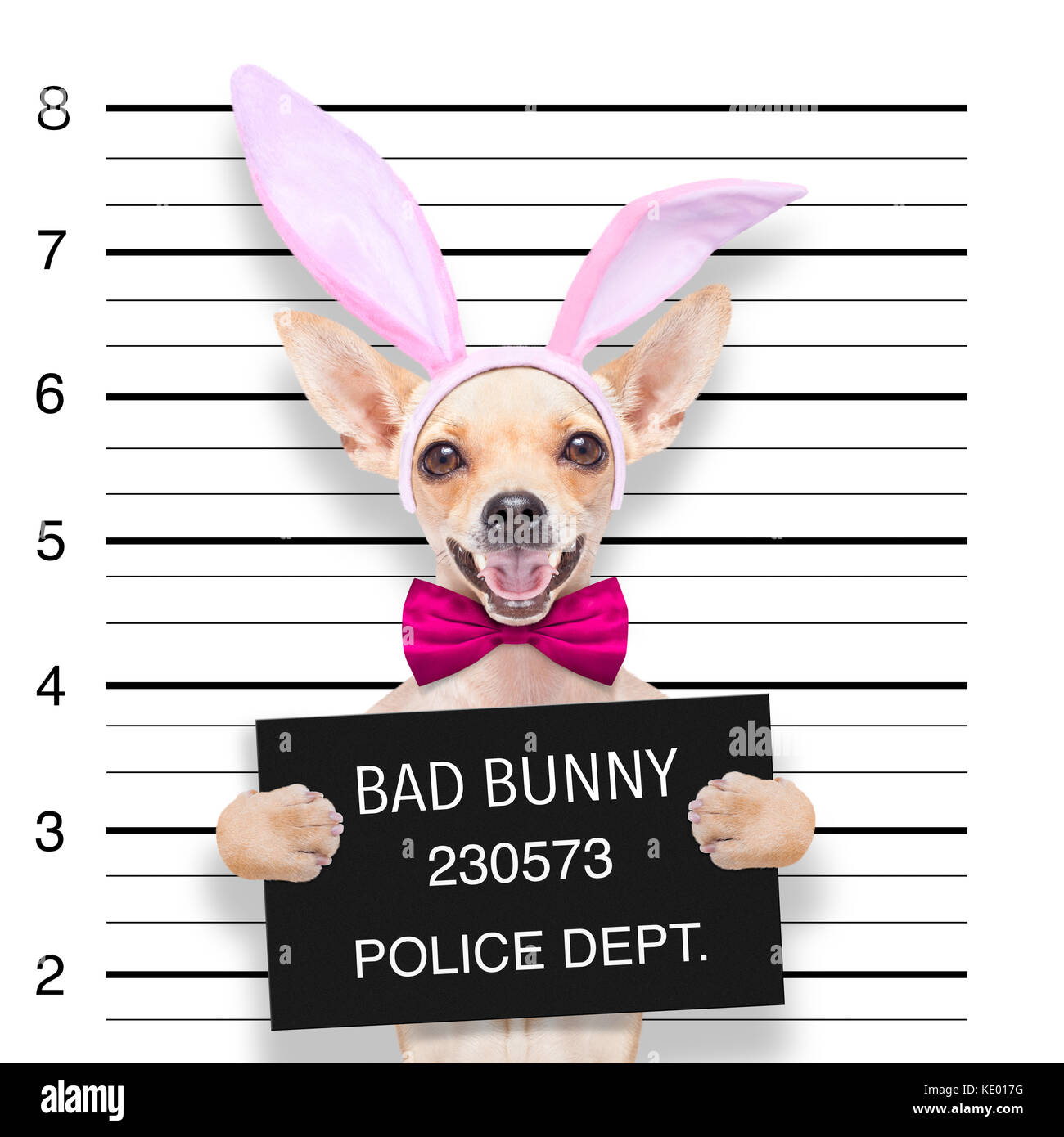Très mauvais chien chihuahua, au poste de police ,holding banner ou une affiche en tant qu'électroniques Banque D'Images
