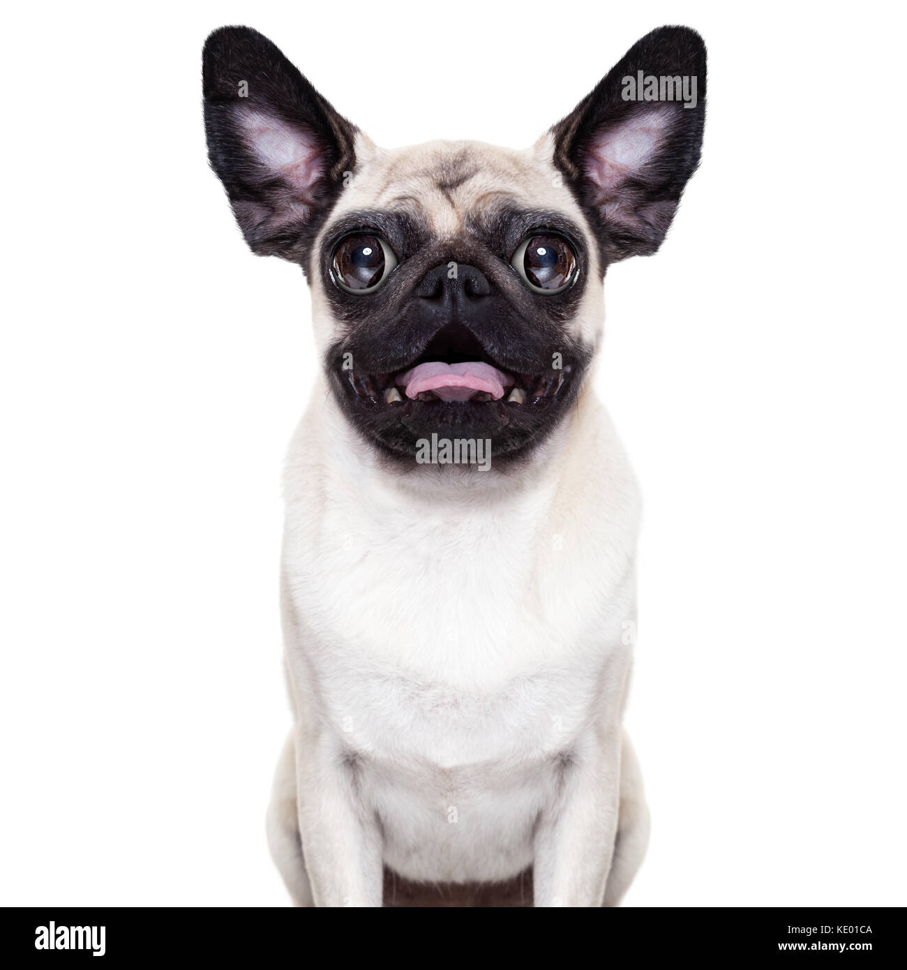 Fou stupide chien pug avec de très grands yeux et oreilles très surpris et  choqué Photo Stock - Alamy