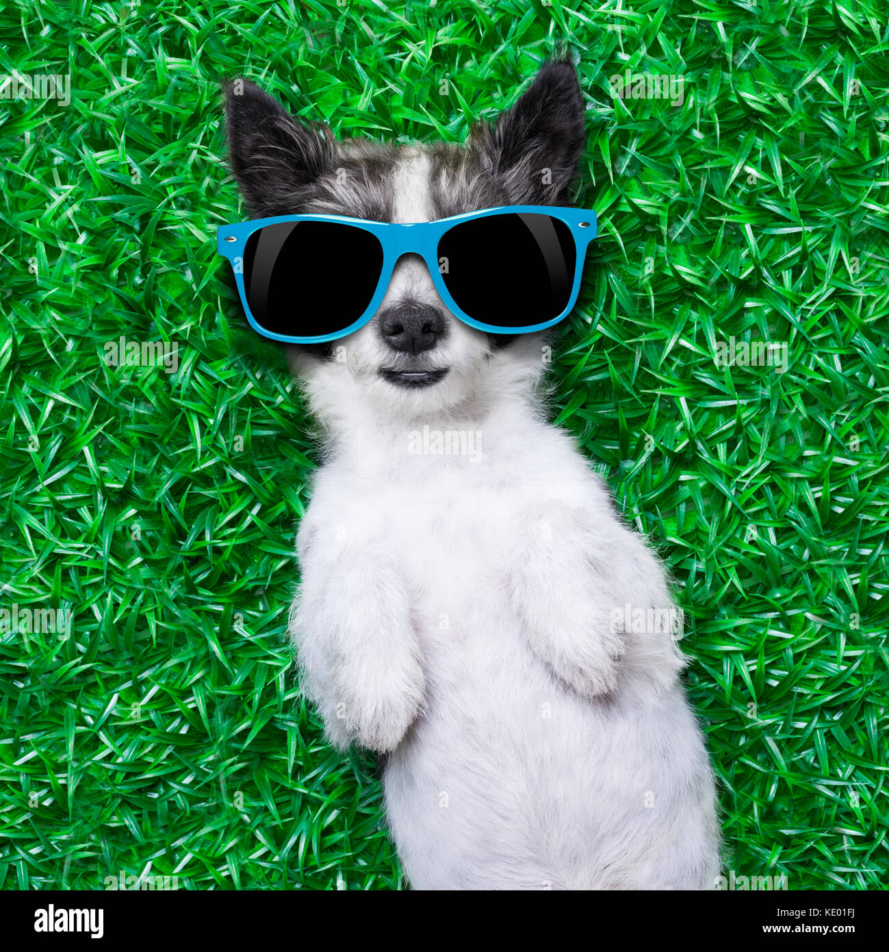 Chien couché sur l'herbe avec des lunettes de soleil bleu Photo Stock -  Alamy
