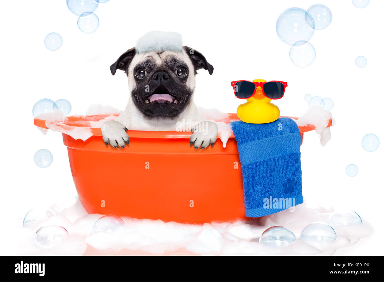 Le PUG dog dans une baignoire pas aussi amusé à ce sujet , avec le canard en plastique jaune et sèche-serviettes, couverts de mousse , isolé sur fond blanc Banque D'Images