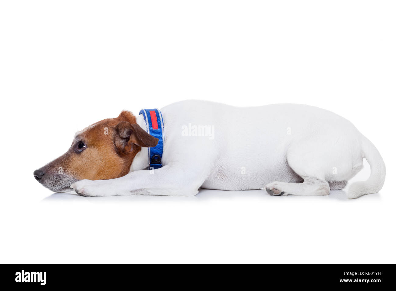 Mauvais comportement chien être puni par propriétaire, isolé sur fond blanc Banque D'Images