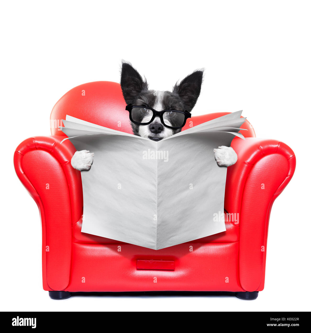 Chien terrier blanc lecture journal vide sur un canapé rouge , canapé, chaise longue ou , dans la salle de séjour , isolé sur fond blanc Banque D'Images